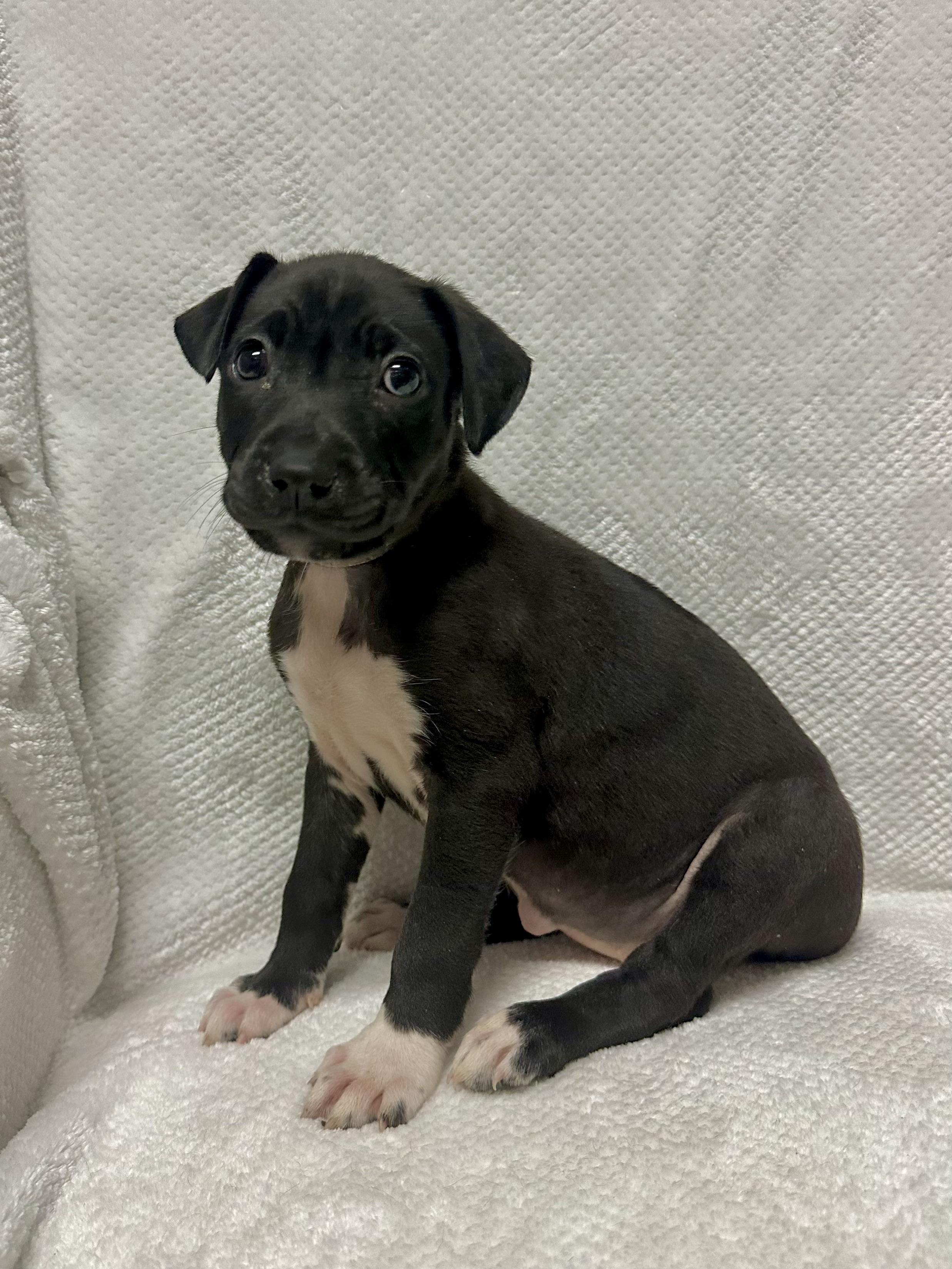 Stormi, a Adoptable mixed breed in Walker, LA image 4/5