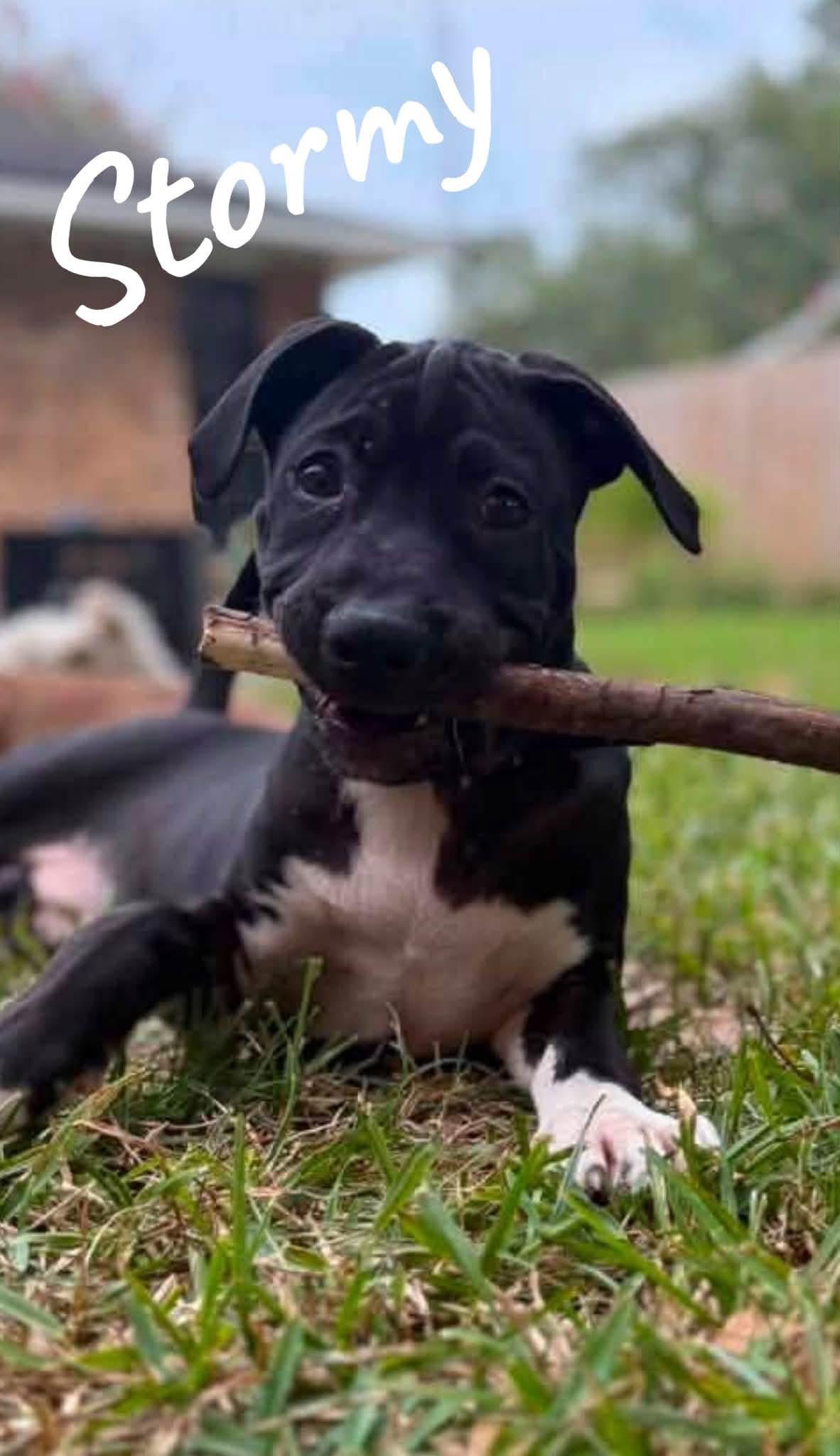 Stormi, a Adoptable mixed breed in Walker, LA image 1/5