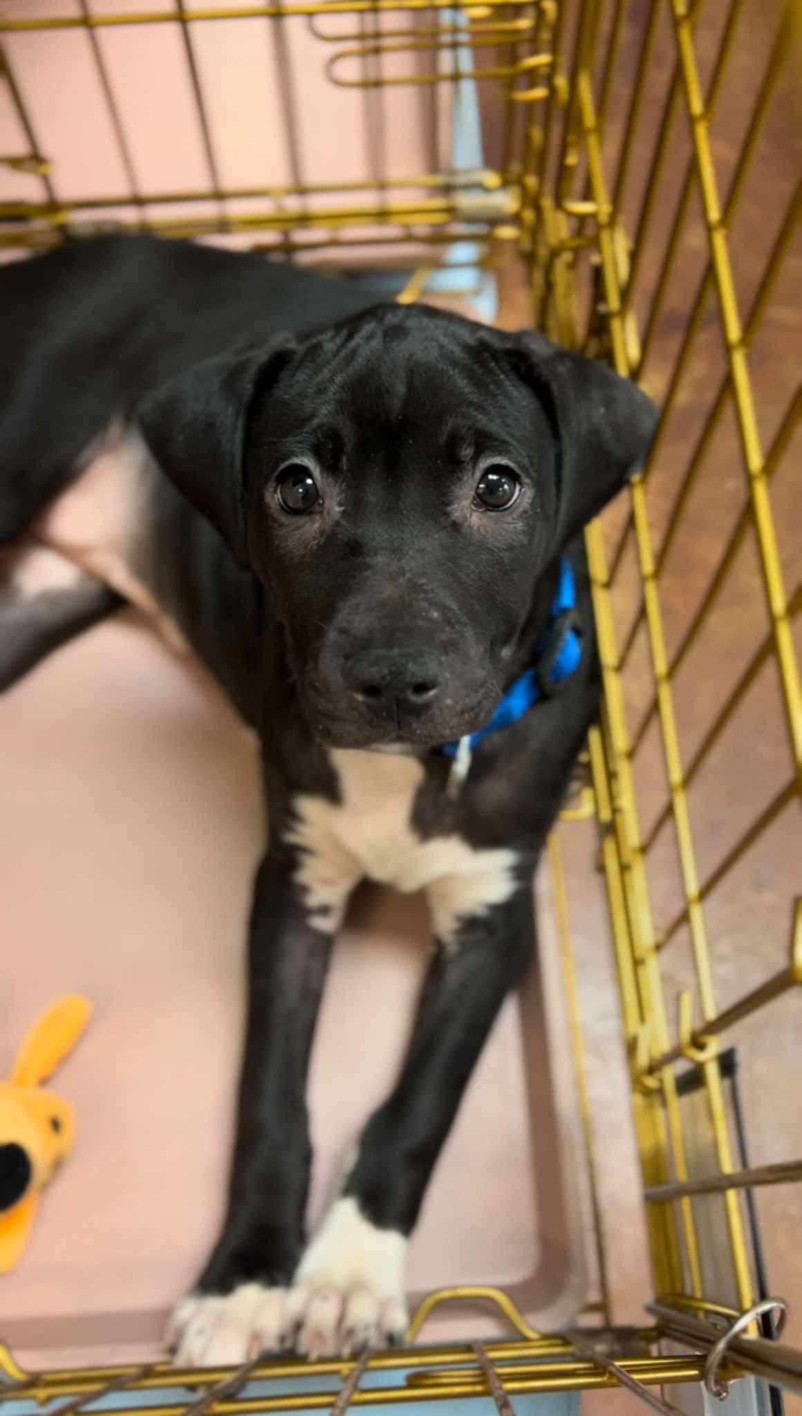 Stormi, a Adoptable mixed breed in Walker, LA image 2/5