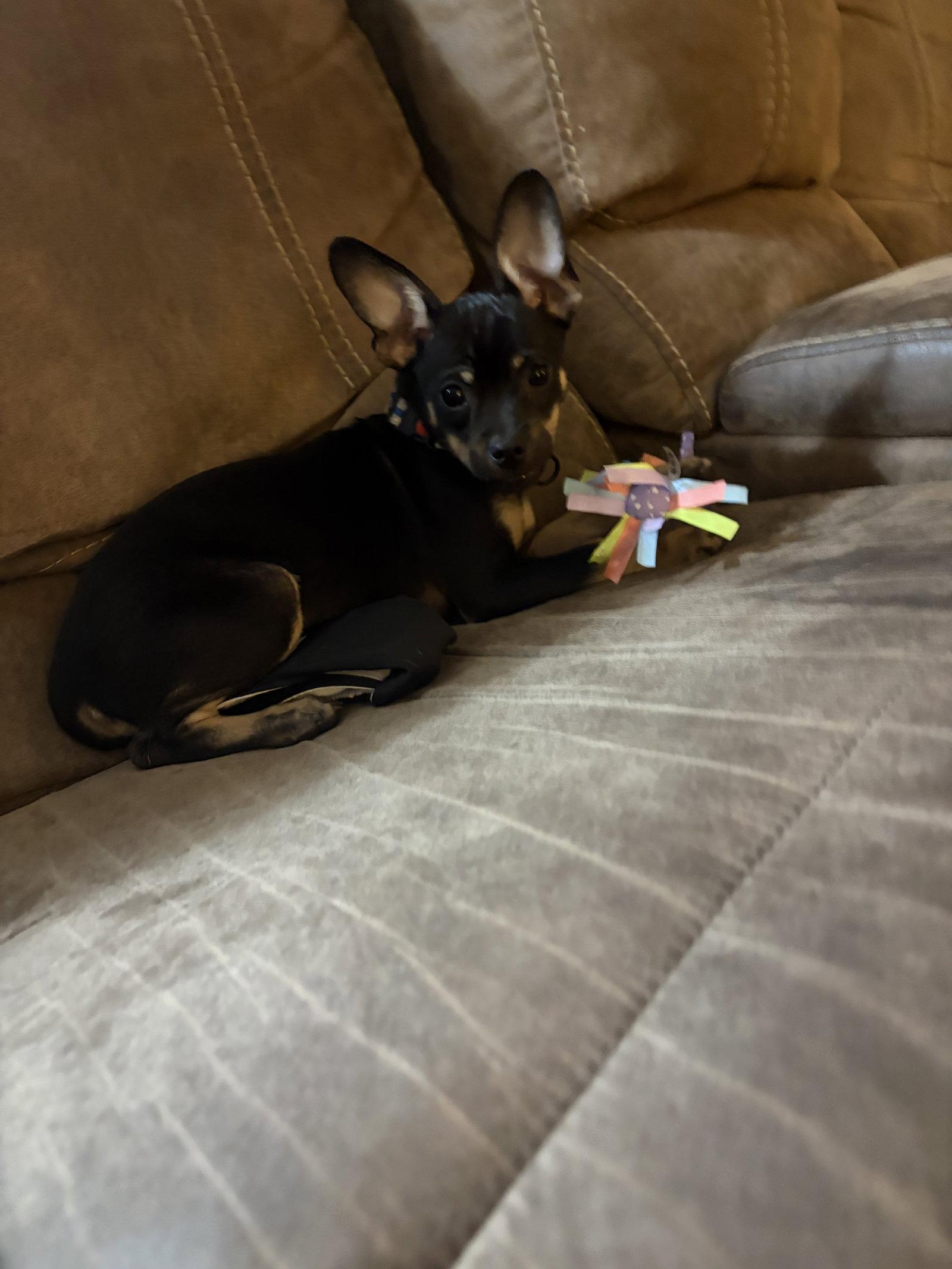 Pablo, Adopted, Puppy Male Chihuahua.