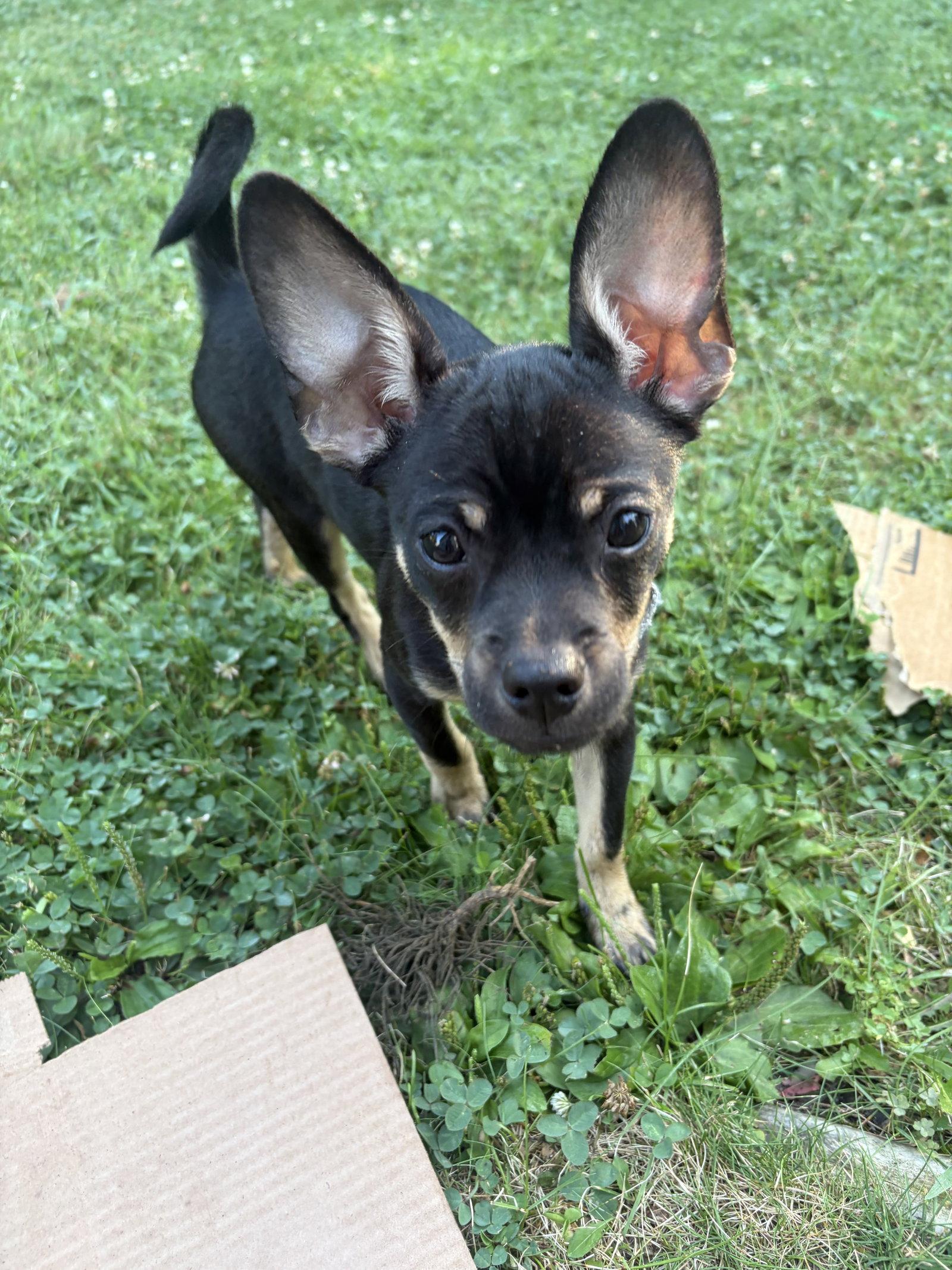 Pablo, a Adopted Chihuahua in Fort Wayne, IN image 2/3