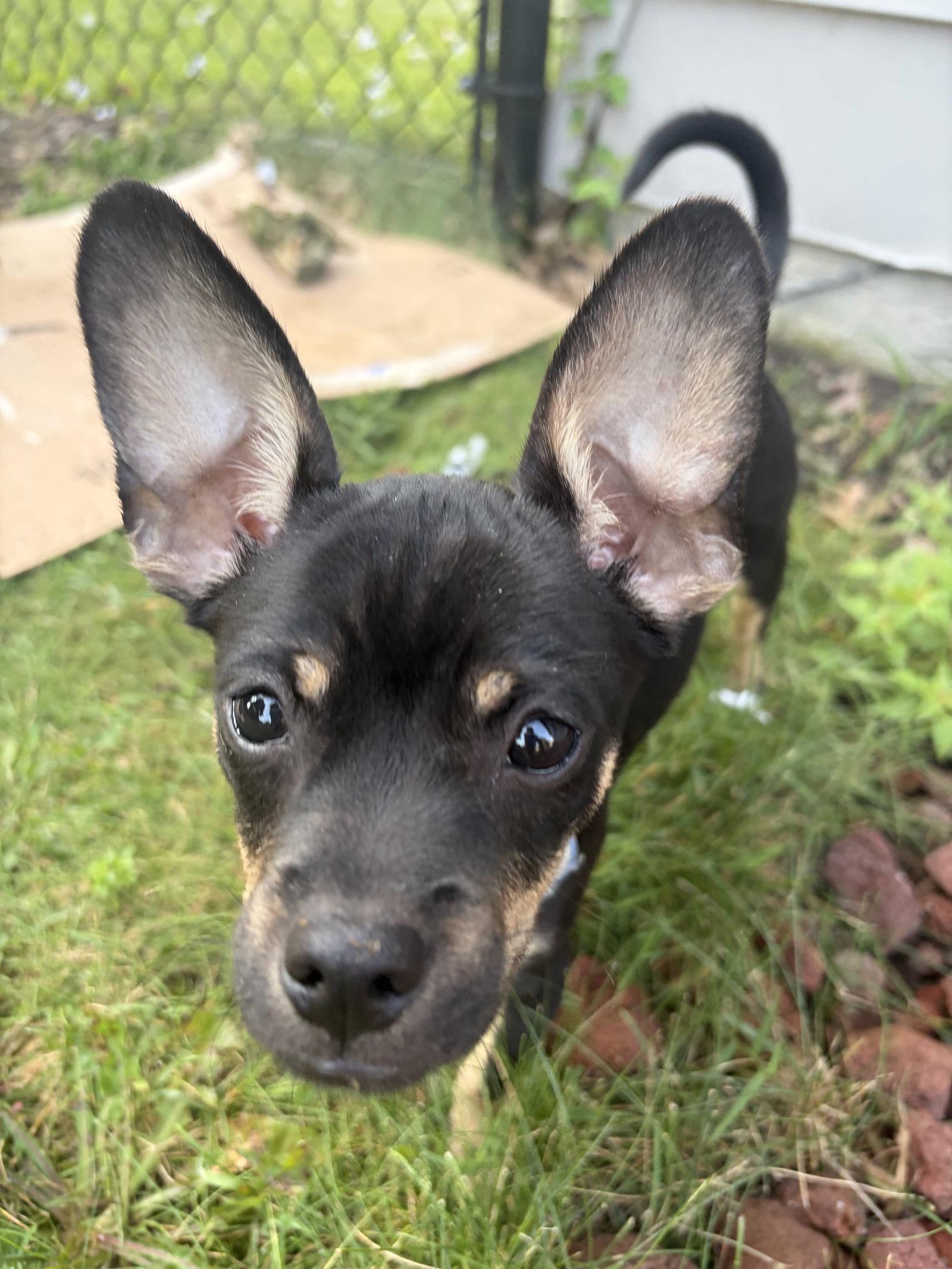 Pablo, a Adopted Chihuahua in Fort Wayne, IN image 3/3