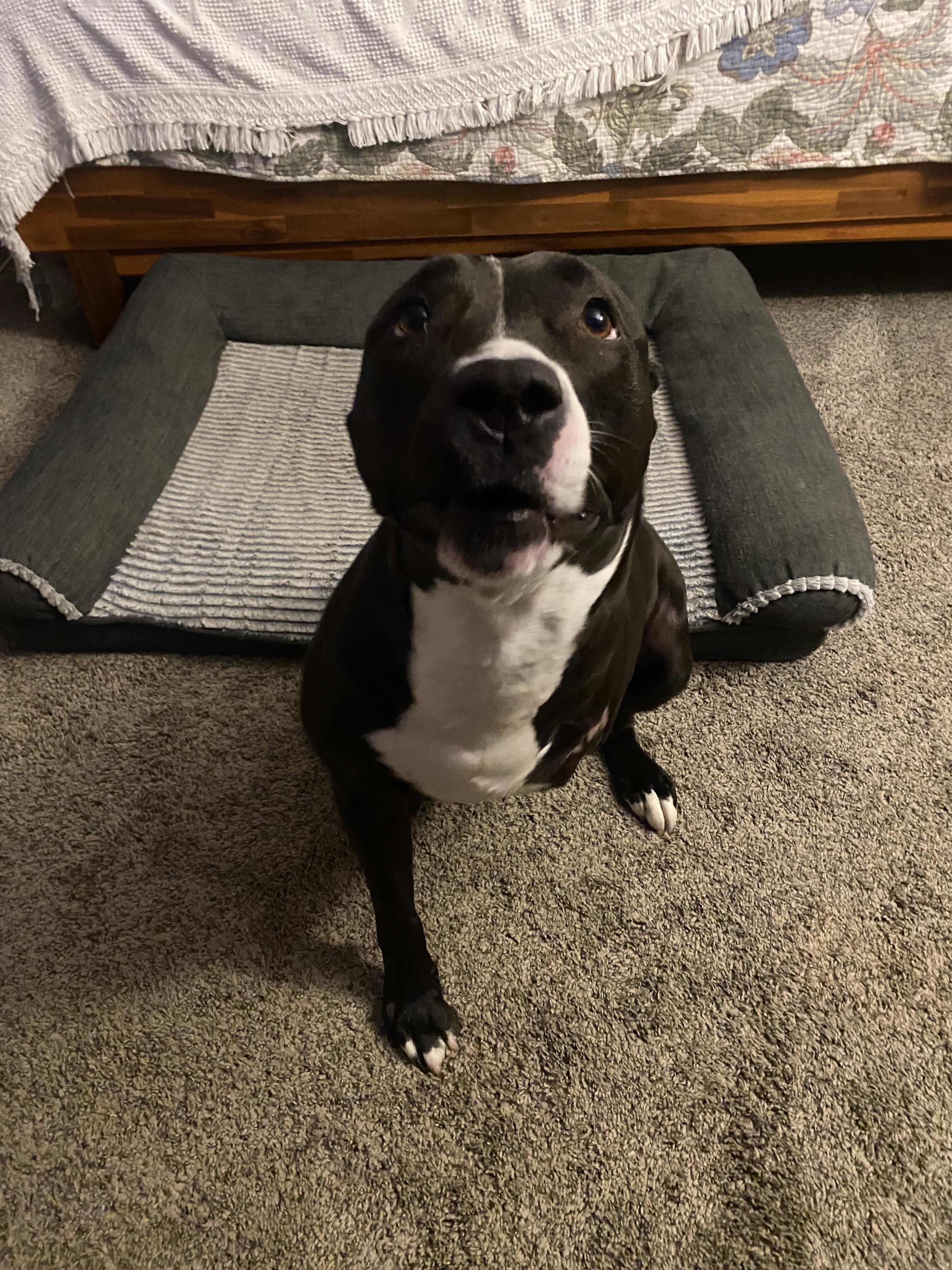 Enlarge Tippy the Tripod!, a Adoptable Mixed Breed in Miamitown, OH image 3/5