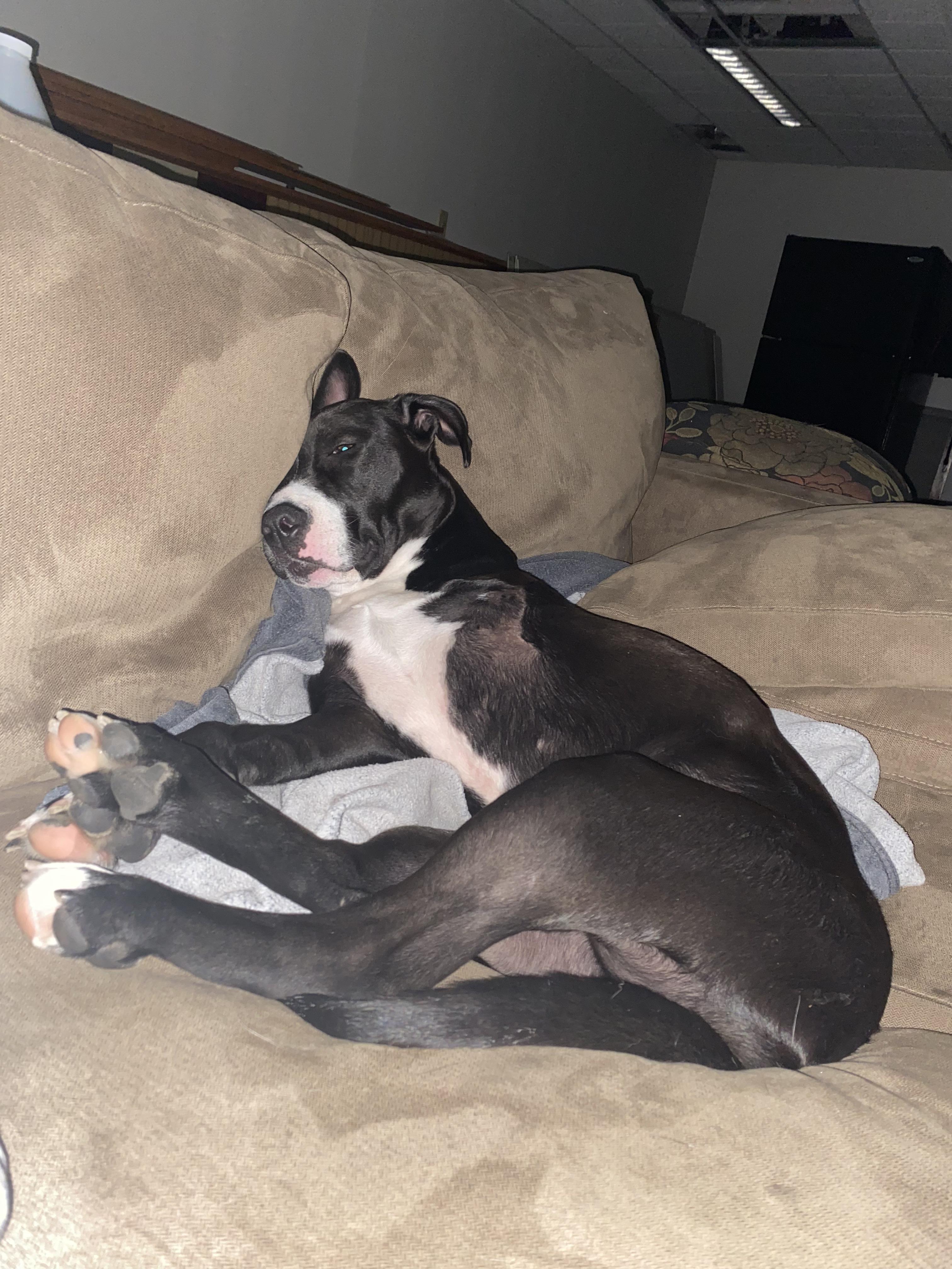 Tippy the Tripod!, Adoptable, Adult Female Mixed Breed.