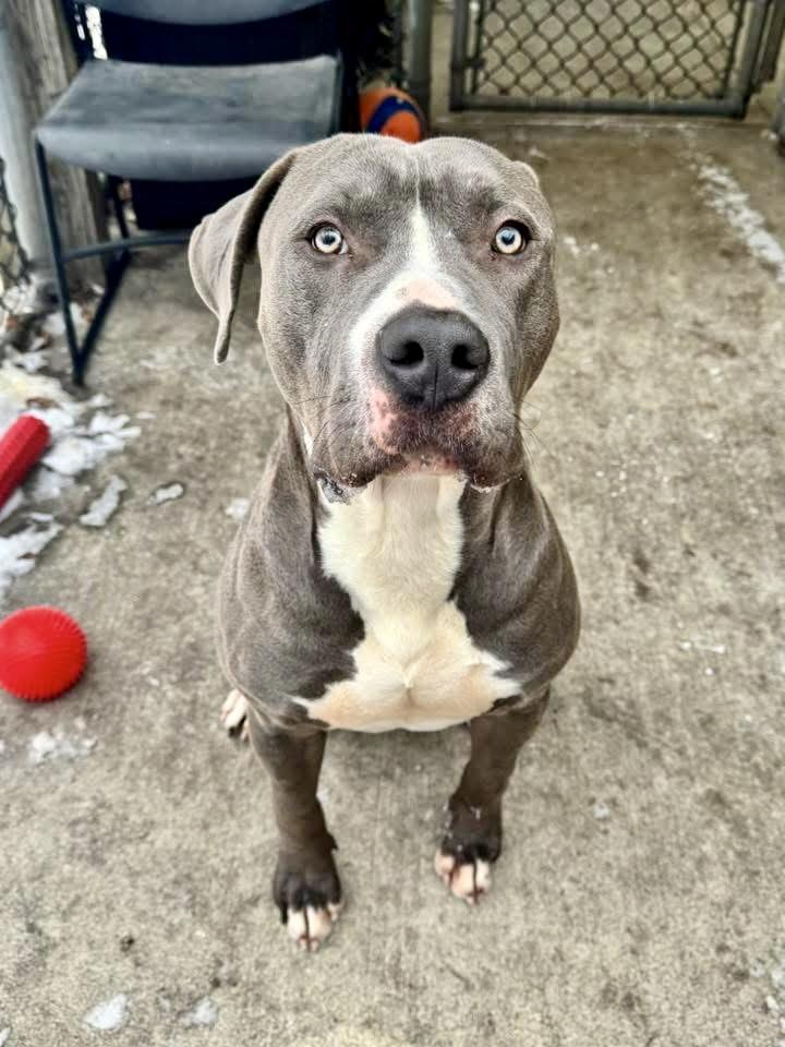 Grayson — thumbnail 2