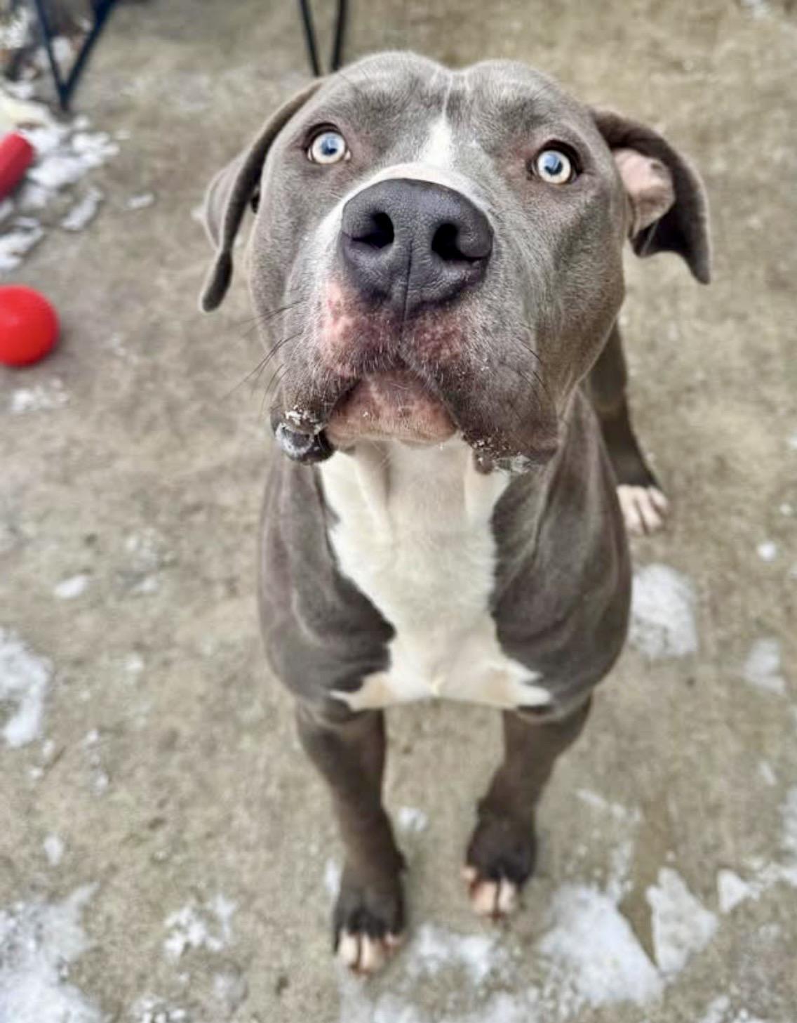 Grayson — thumbnail 3