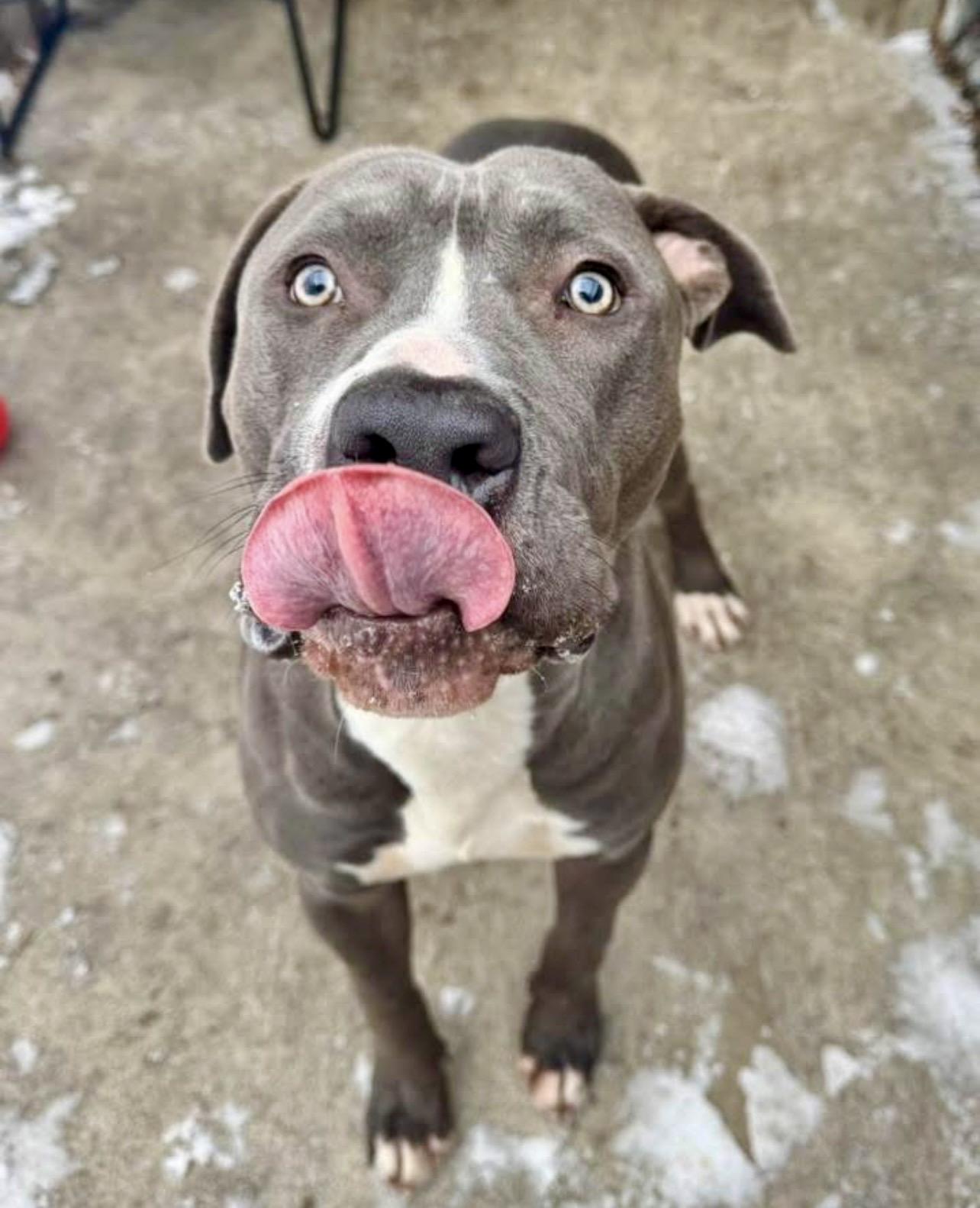 Grayson — thumbnail 4