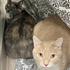 Enlarge Nightmare & Sugar Cookie (bonded pair), a ADOPTABLE Domestic Short Hair in Iowa City, IA image 1/3