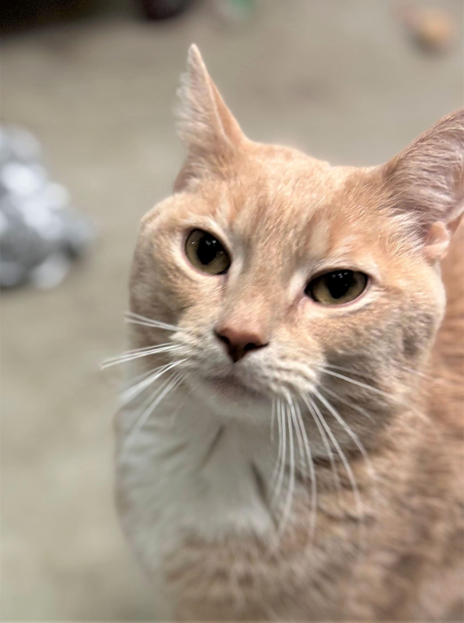 Enlarge Nightmare & Sugar Cookie (bonded pair), a ADOPTABLE Domestic Short Hair in Iowa City, IA image 3/3