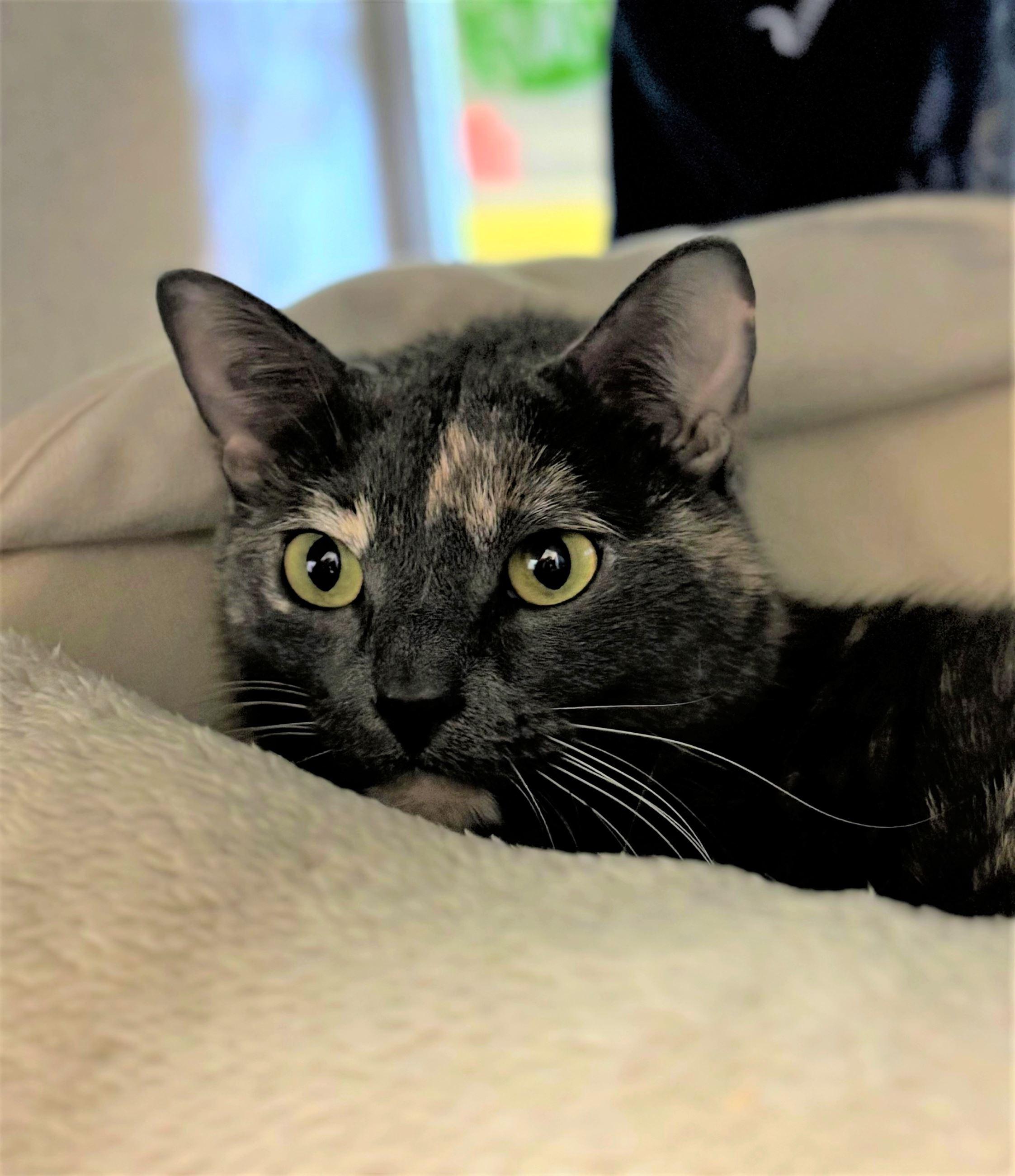 Enlarge Nightmare & Sugar Cookie (bonded pair), a ADOPTABLE Domestic Short Hair in Iowa City, IA image 2/3