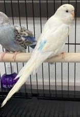 Enlarge Cloudy is a delight!  Tiny adorableness , a Adoptable Parakeet (Other) in Bedford Hills, NY image 2/2