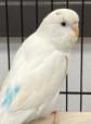 Enlarge Cloudy is a delight!  Tiny adorableness , a Adoptable Parakeet (Other) in Bedford Hills, NY image 1/2