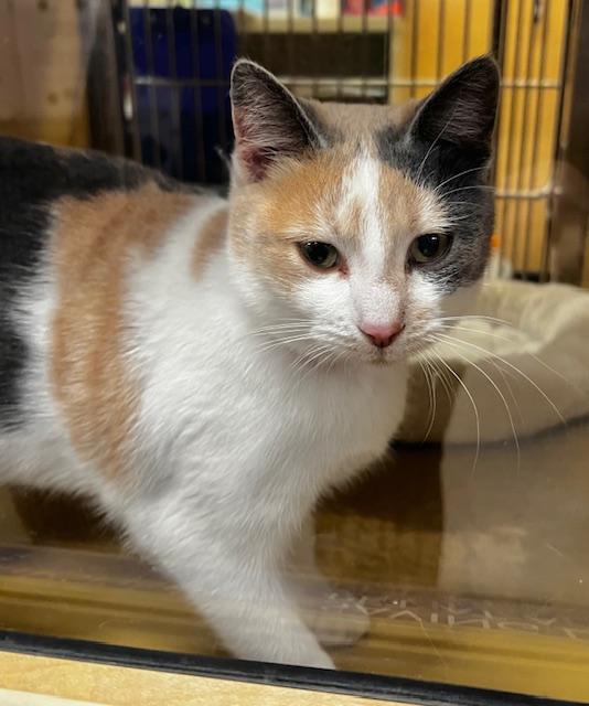 Enlarge MILLIE.  #2220, an adoption pending Calico in Bethesda, MD image 1/3
