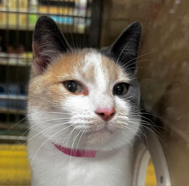 Enlarge MILLIE.  #2220, an adoption pending Calico in Bethesda, MD image 2/3