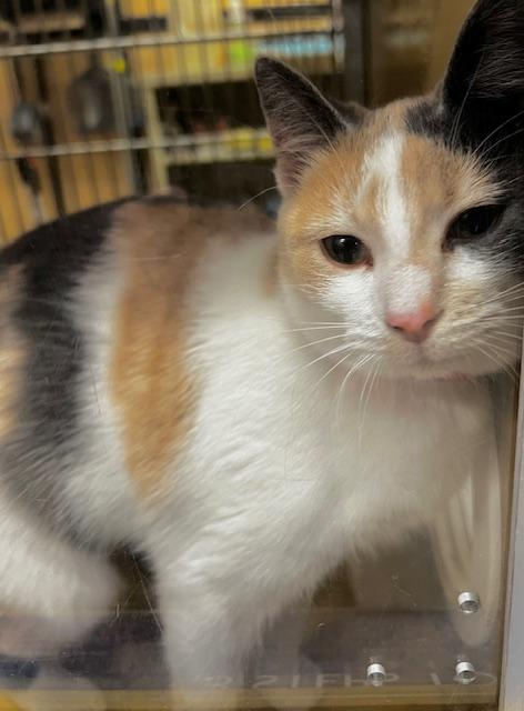 Enlarge MILLIE.  #2220, an adoption pending Calico in Bethesda, MD image 3/3