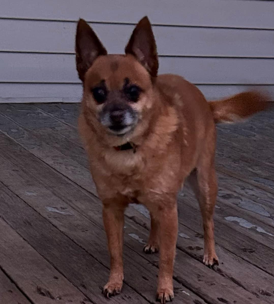 Courtesy Posting Mamma, Senior Female Chihuahua