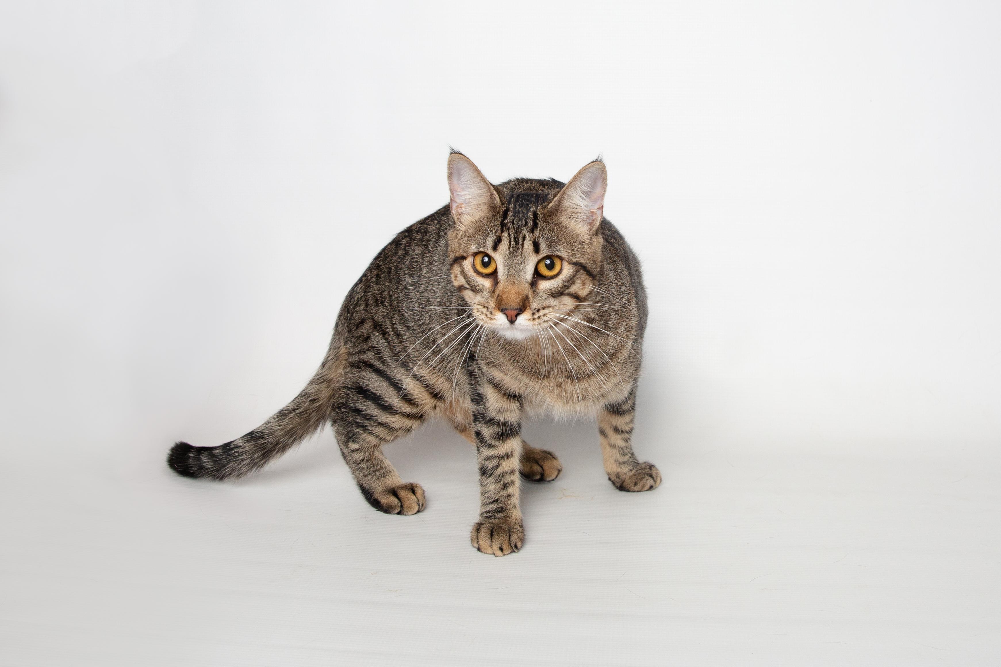 Ava, Adoptable, Young Female Domestic Short Hair & Tabby.