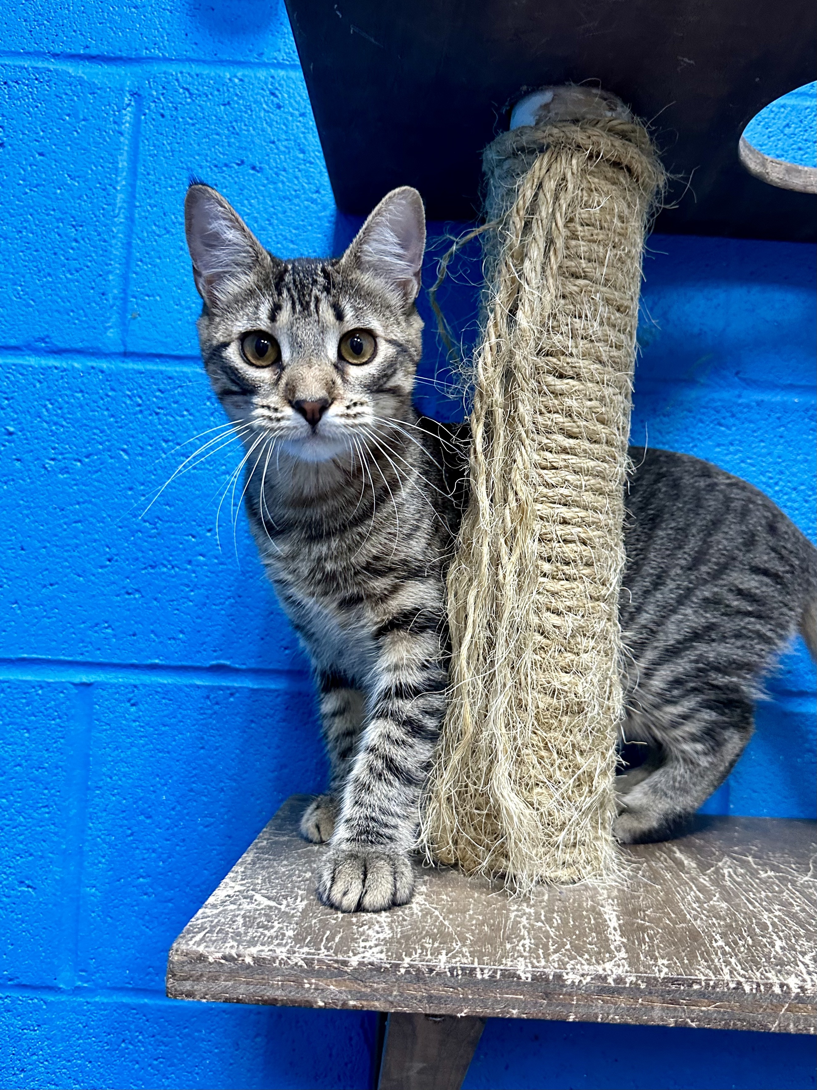 Enlarge Ava, a Adoptable mixed breed in Jefferson, LA image 3/6