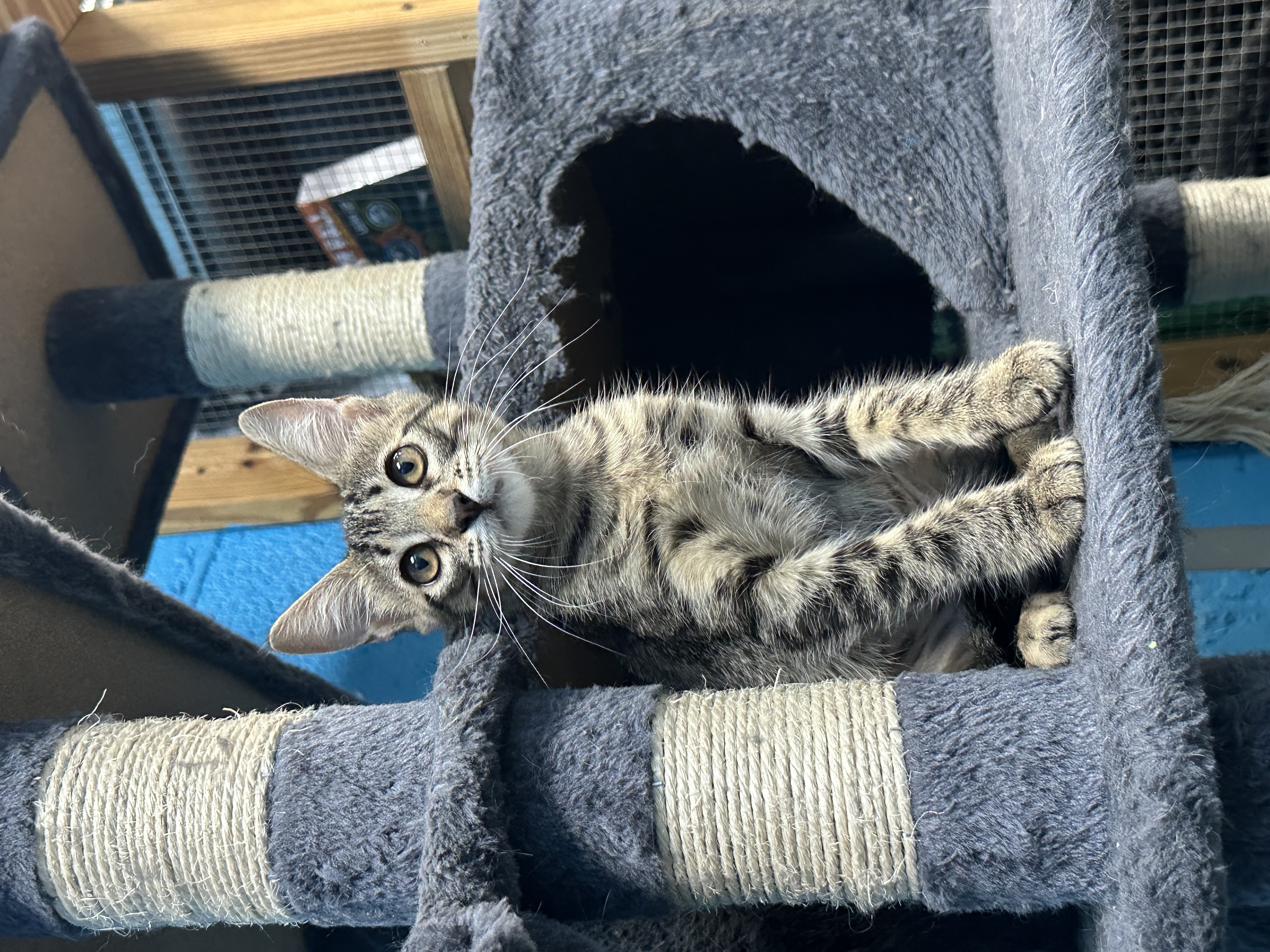 Enlarge Ava, a Adoptable mixed breed in Jefferson, LA image 6/6