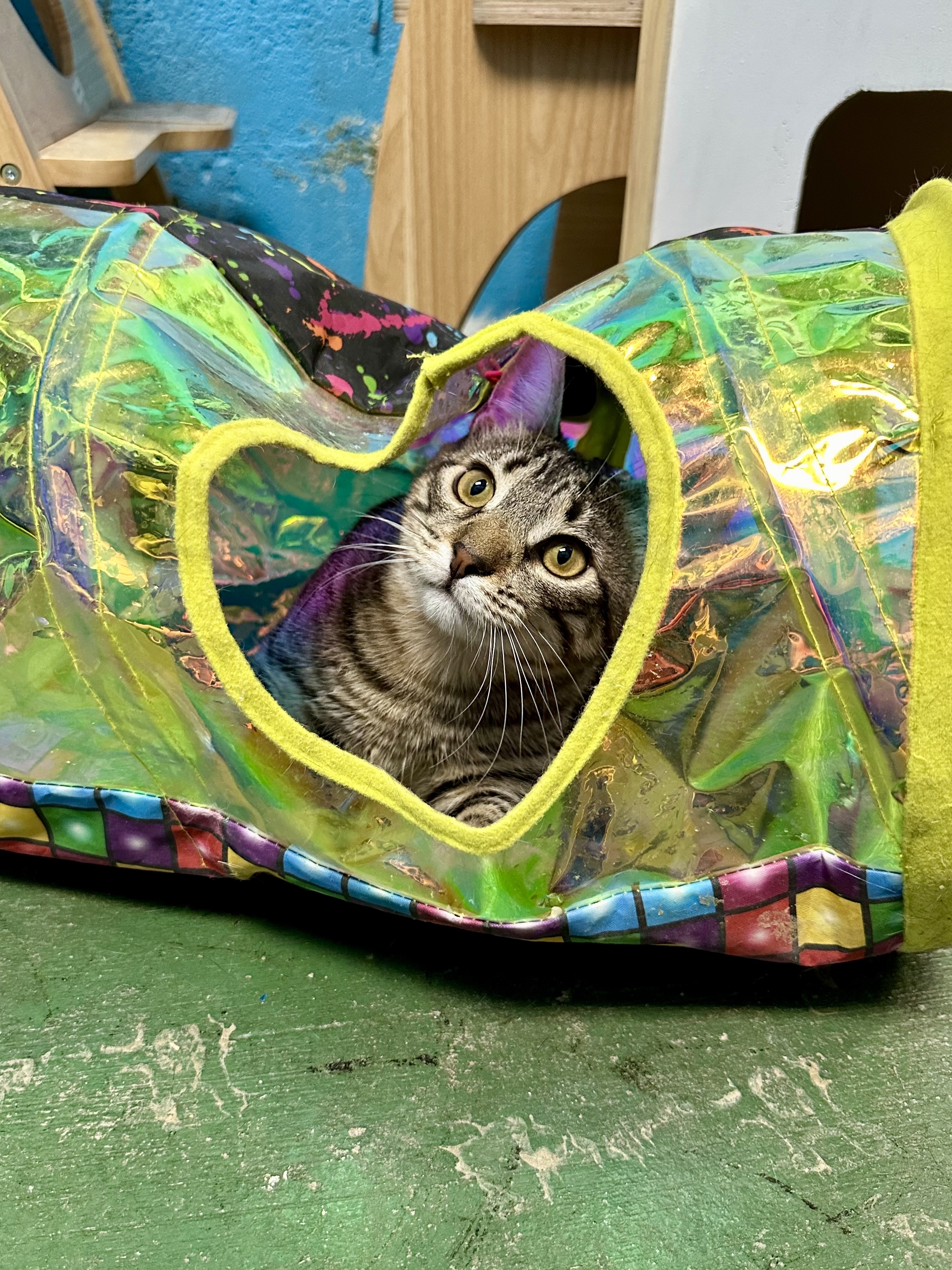 Enlarge Ava, a Adoptable mixed breed in Jefferson, LA image 4/6