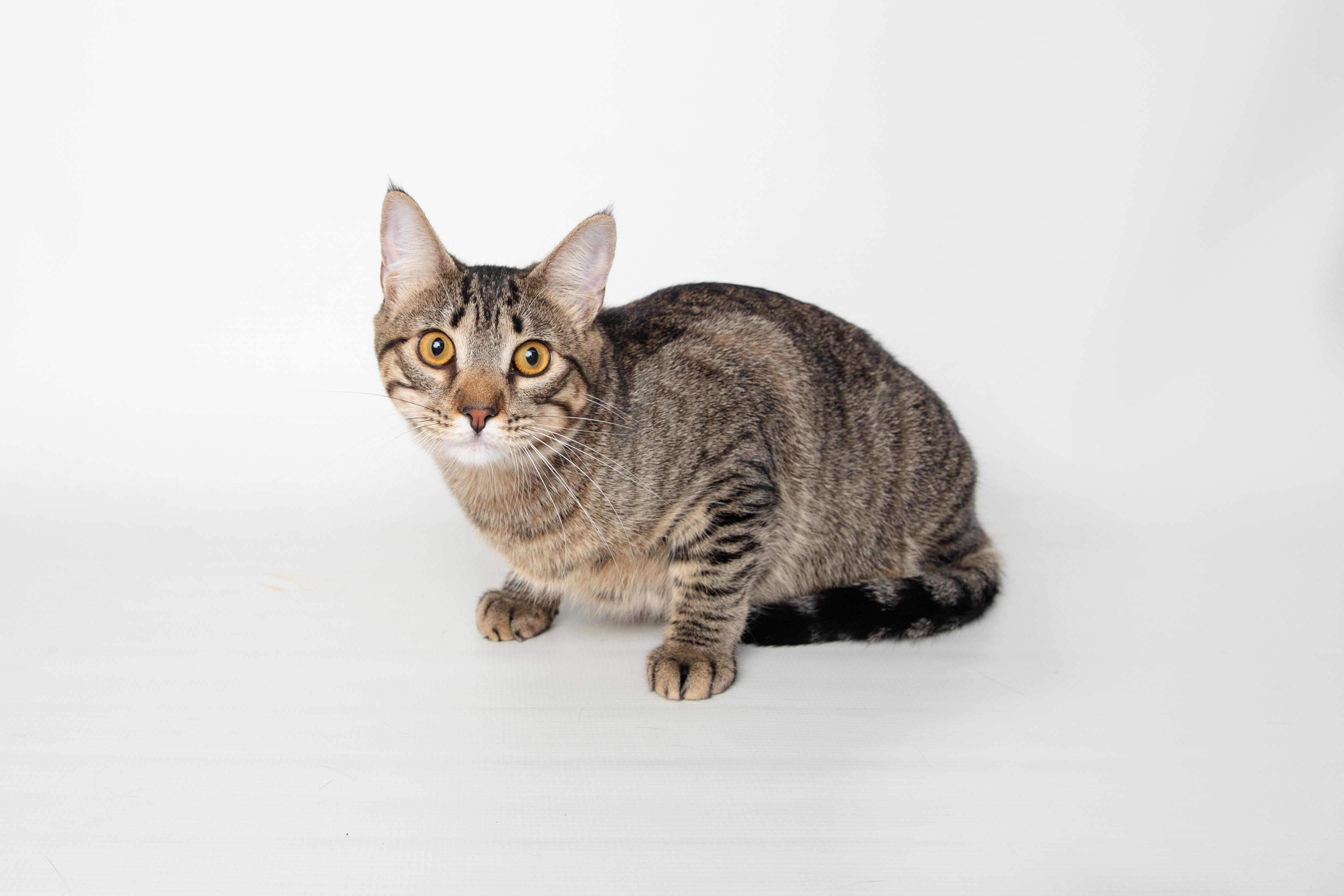 Enlarge Ava, a Adoptable mixed breed in Jefferson, LA image 2/6