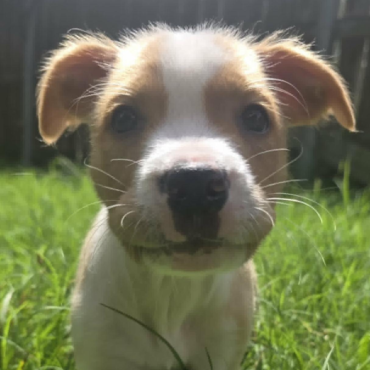 Enlarge Kona, a ADOPTABLE mixed breed in Bryan, TX image 3/3