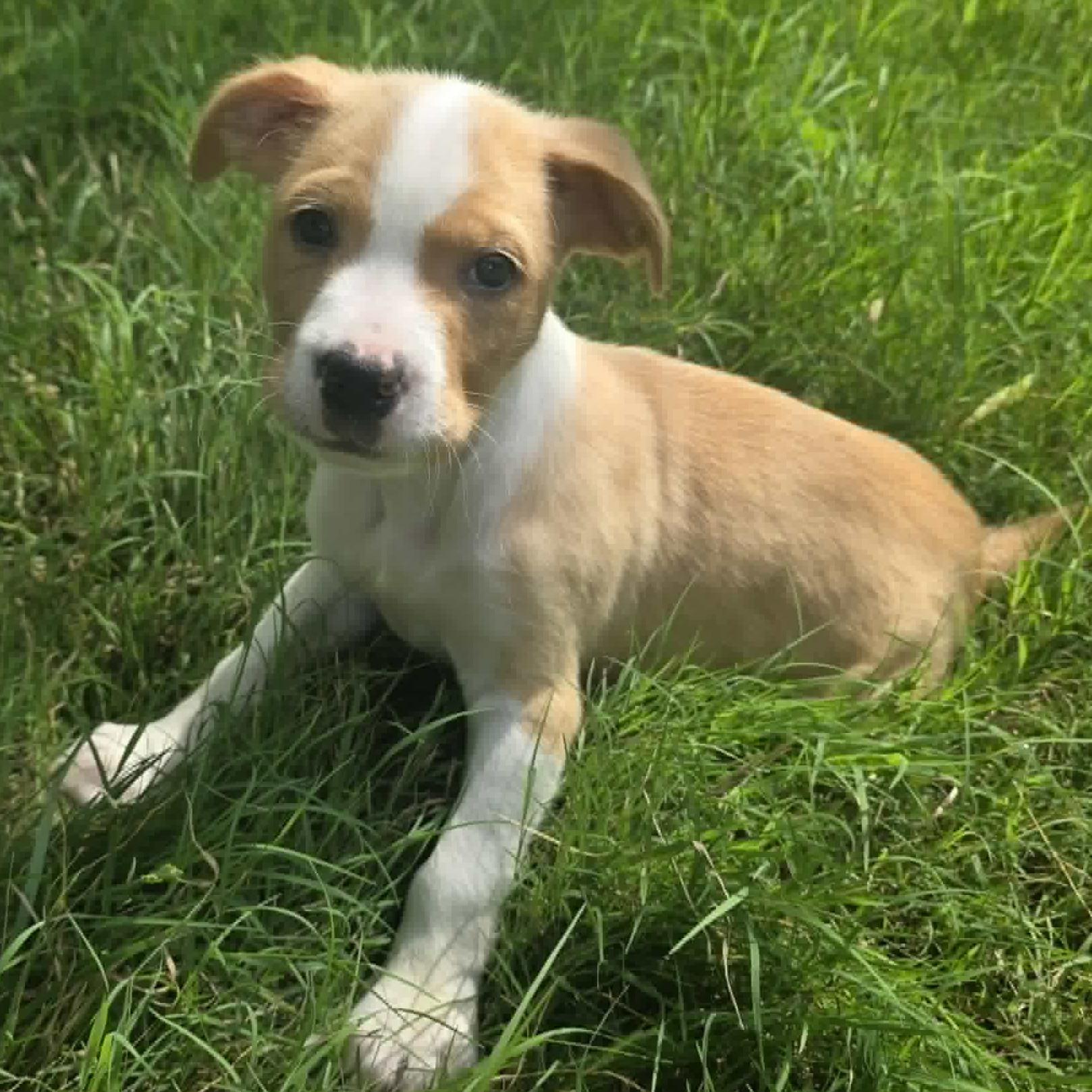 Enlarge Kona, a ADOPTABLE mixed breed in Bryan, TX image 2/3