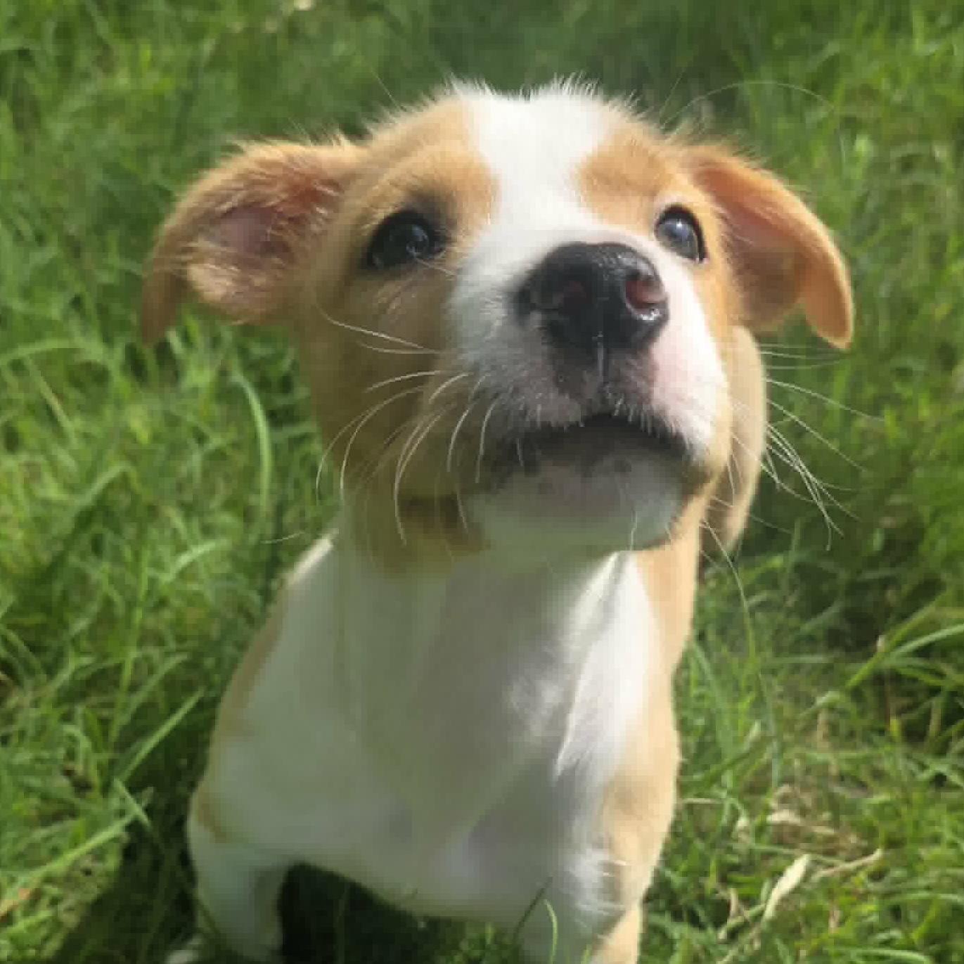 Enlarge Kona, a ADOPTABLE mixed breed in Bryan, TX image 1/3
