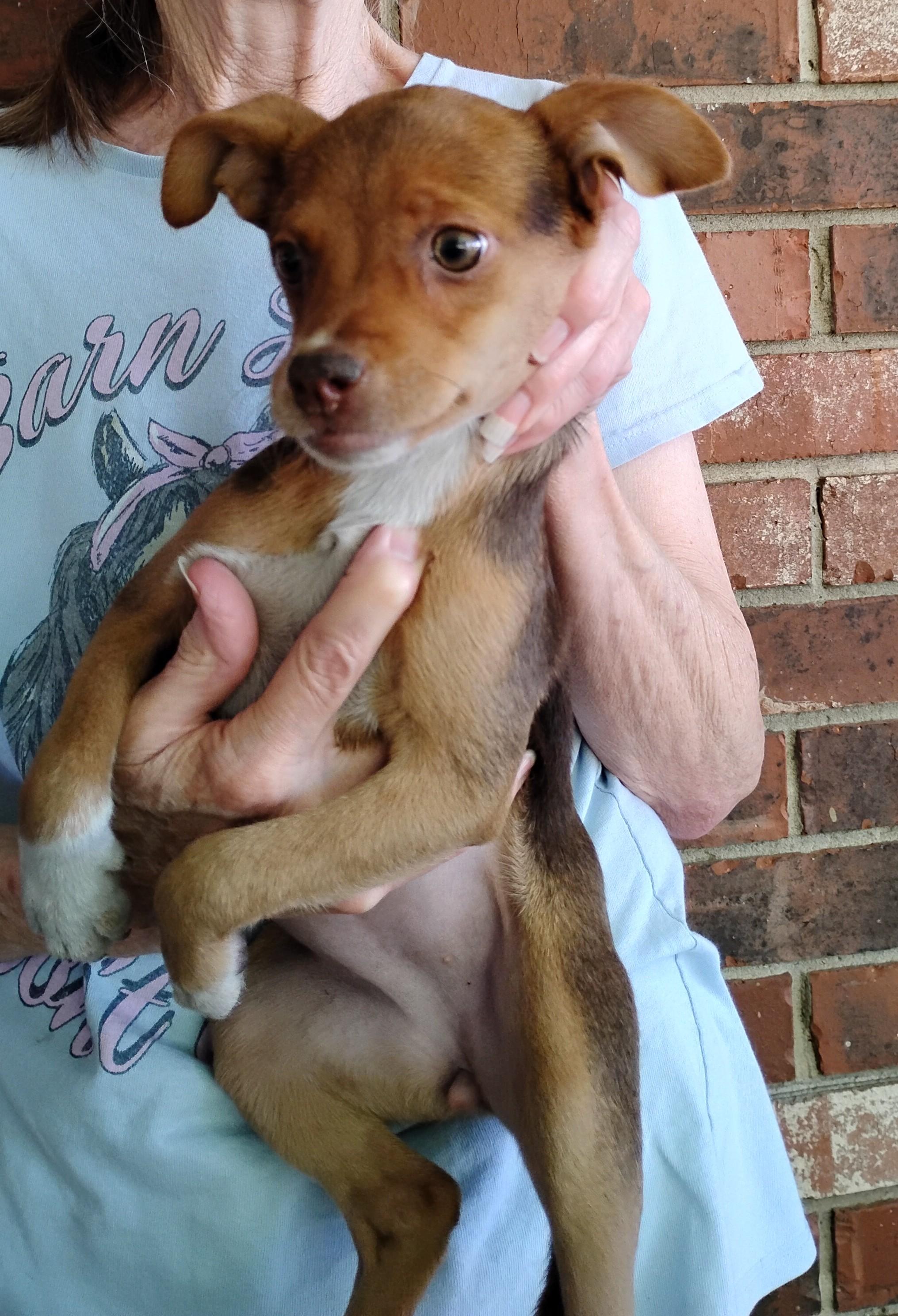 Enlarge Pebbles, a ADOPTABLE Rat Terrier in Sulphur, OK image 2/3