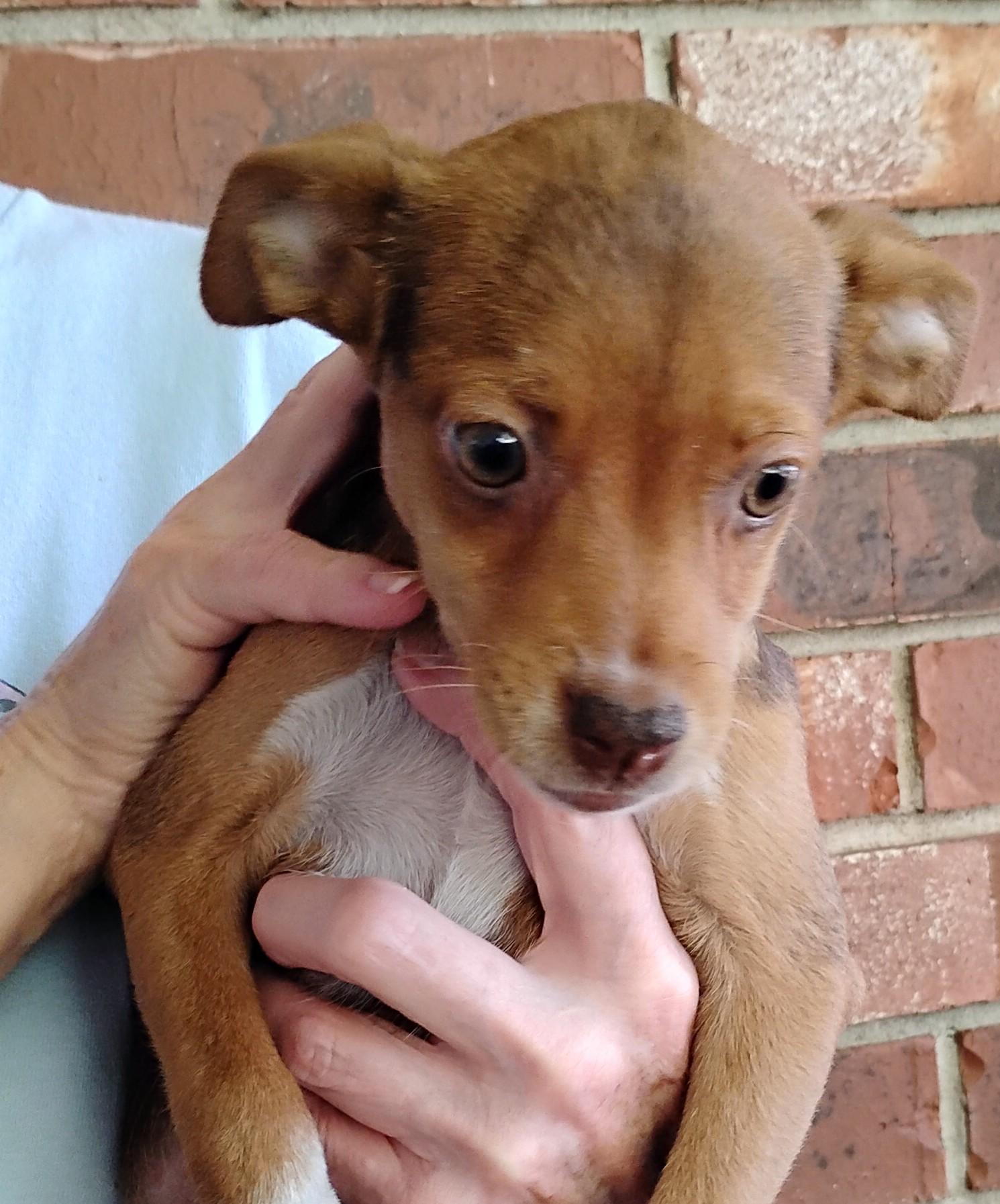 Pebbles, ADOPTABLE, Puppy Female Rat Terrier.