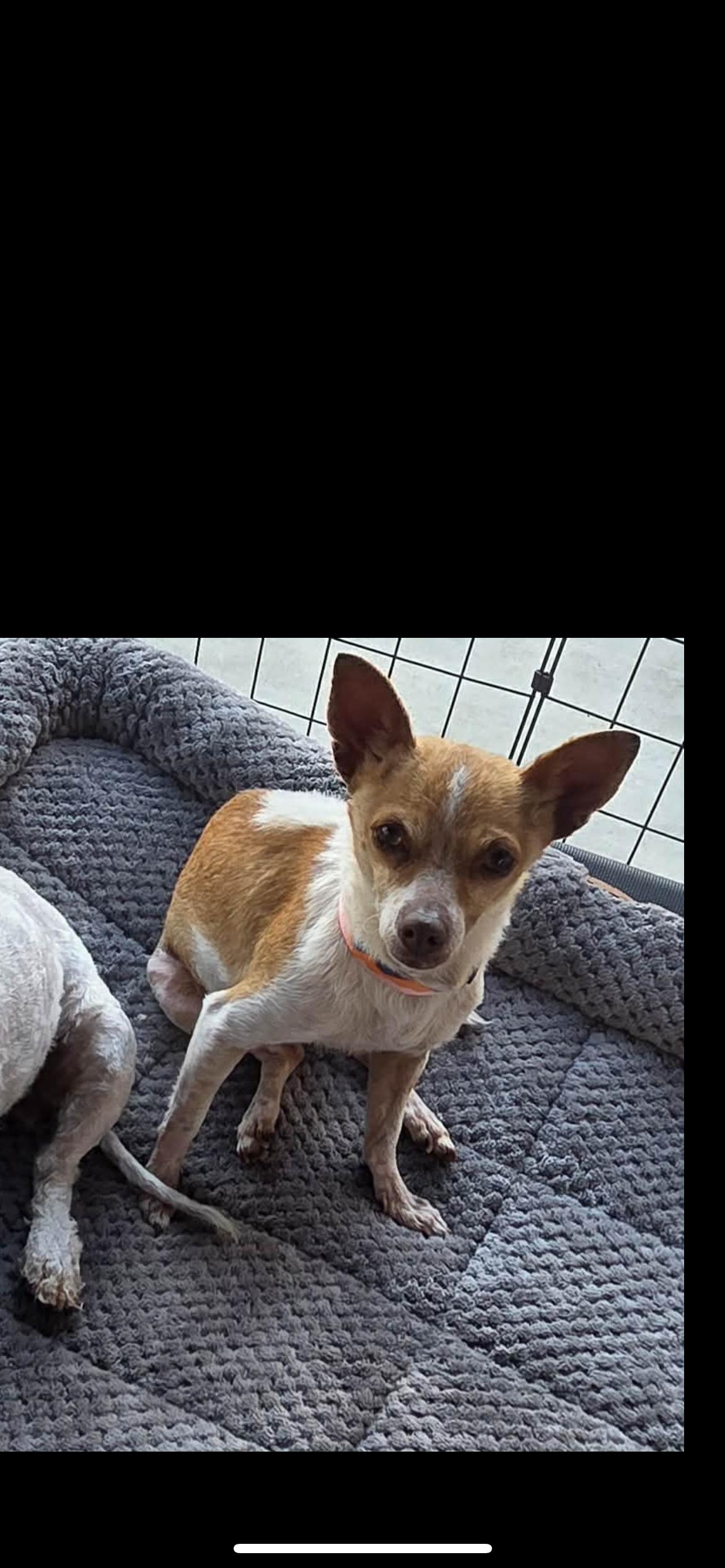 Enlarge Lulu Aka Lucy, a Adoptable mixed breed in Hamden, CT image 3/6