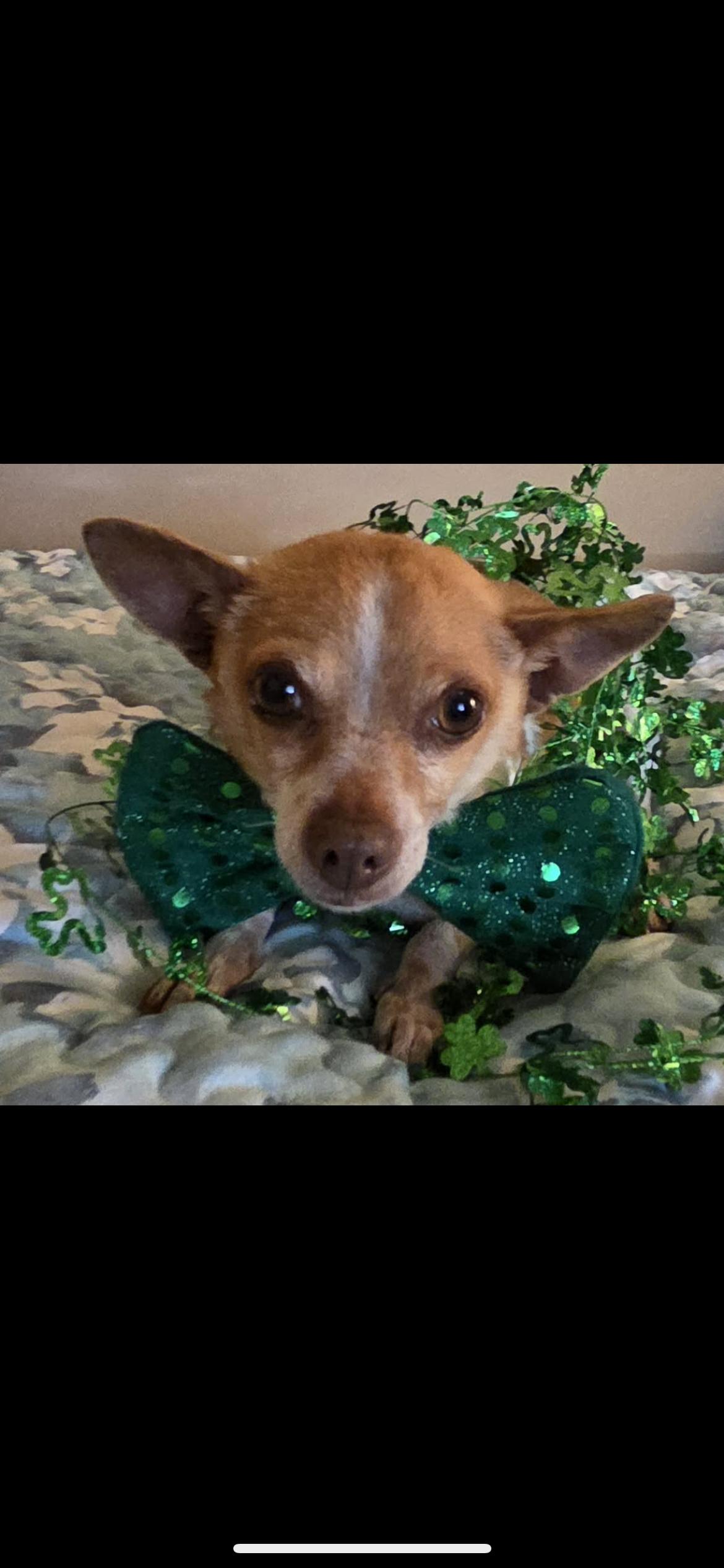 Lulu Aka Lucy, Adoptable, Adult Female Chihuahua & Miniature Dachshund.