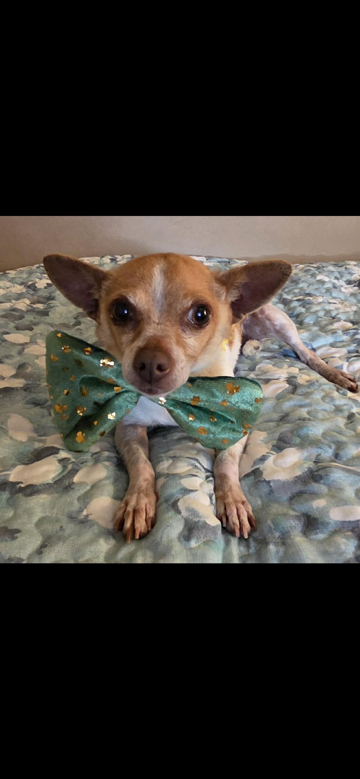 Enlarge Lulu Aka Lucy, a Adoptable mixed breed in Hamden, CT image 2/6