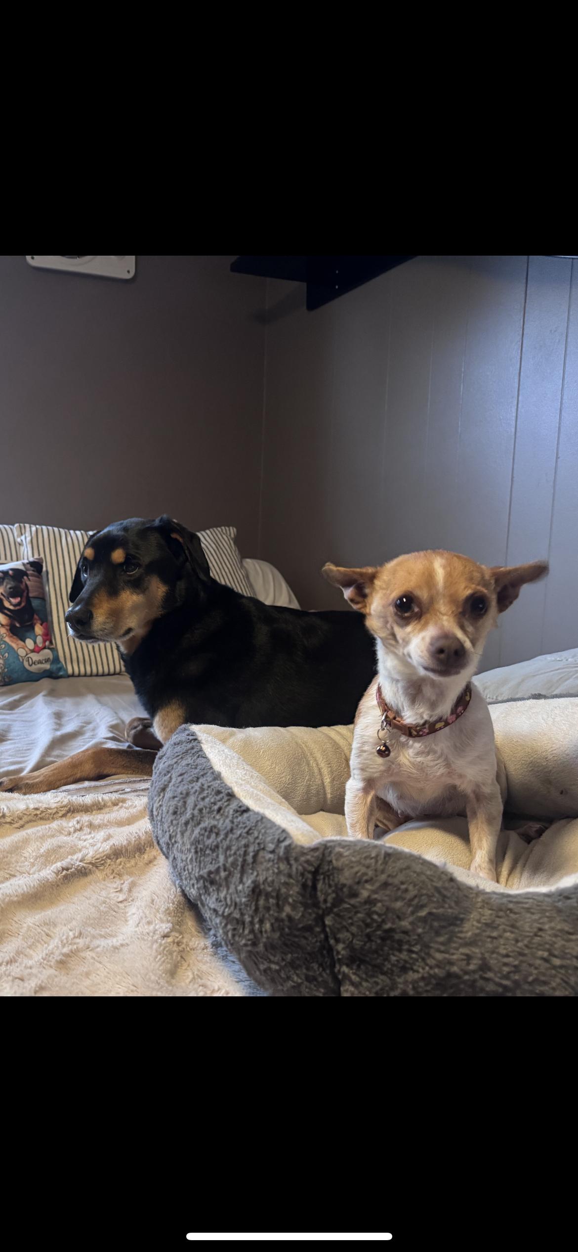 Enlarge Lulu Aka Lucy, a Adoptable mixed breed in Hamden, CT image 5/6