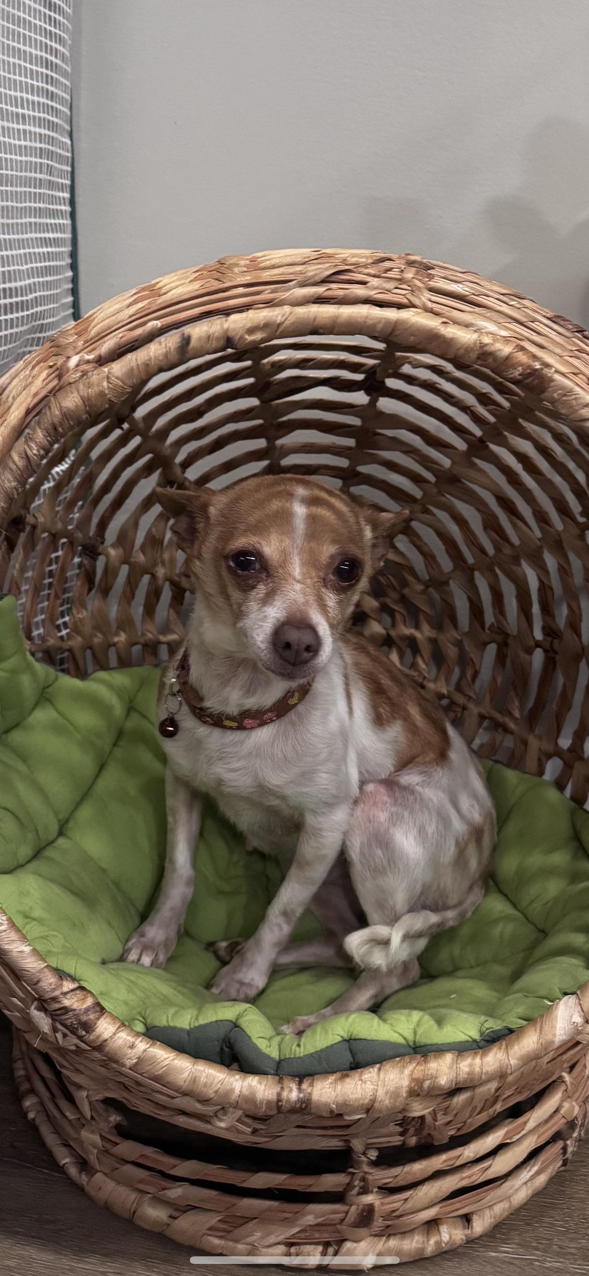 Enlarge Lulu Aka Lucy, a Adoptable mixed breed in Hamden, CT image 4/6