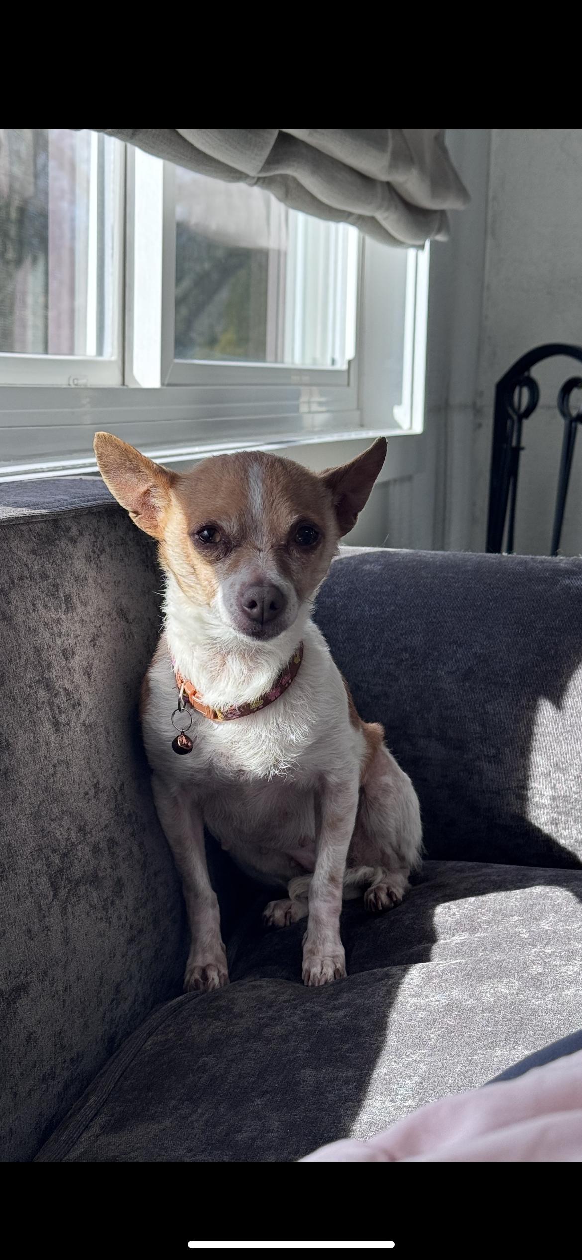 Enlarge Lulu Aka Lucy, a Adoptable mixed breed in Hamden, CT image 6/6