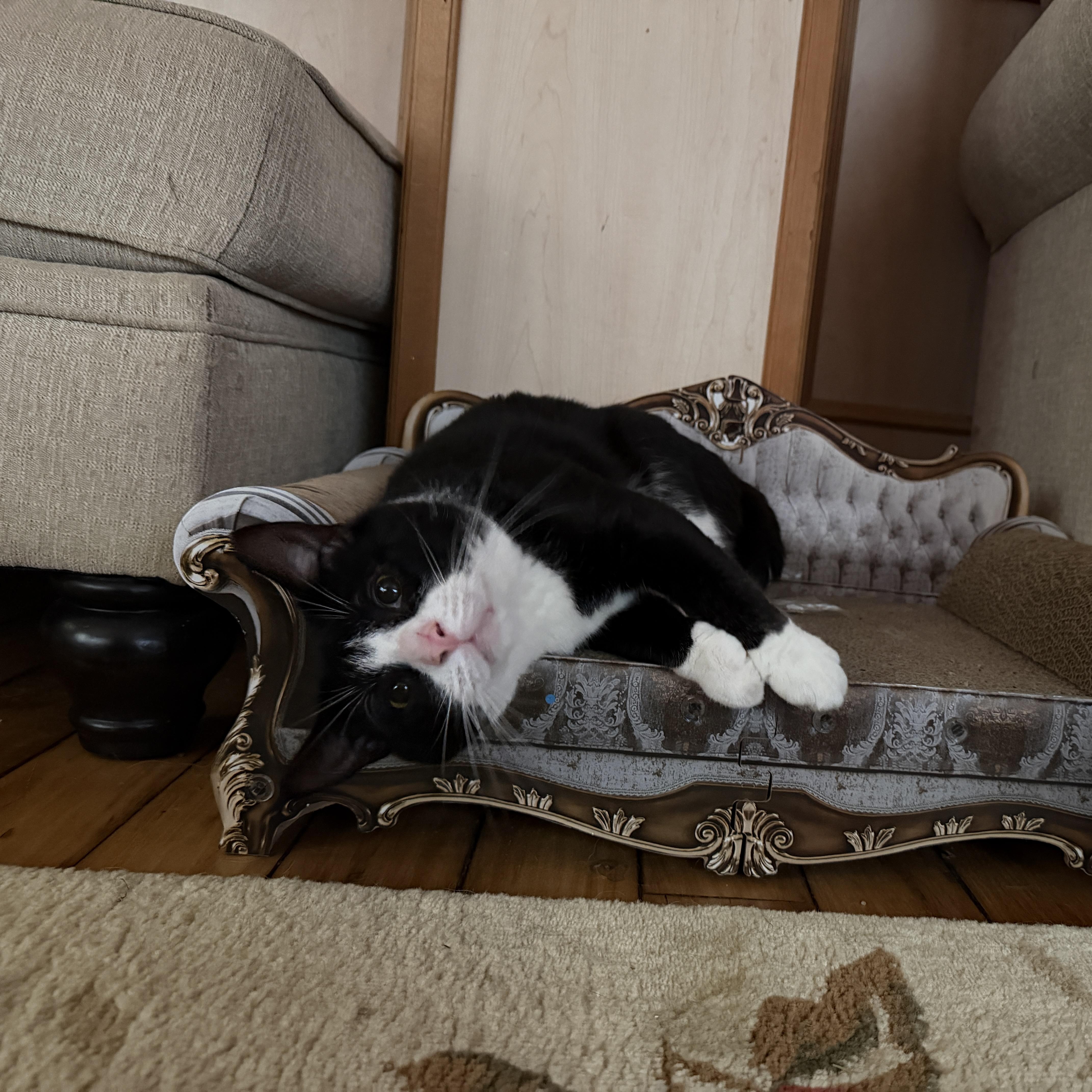 Baby Boy, Adoptable, Adult Male Tuxedo.