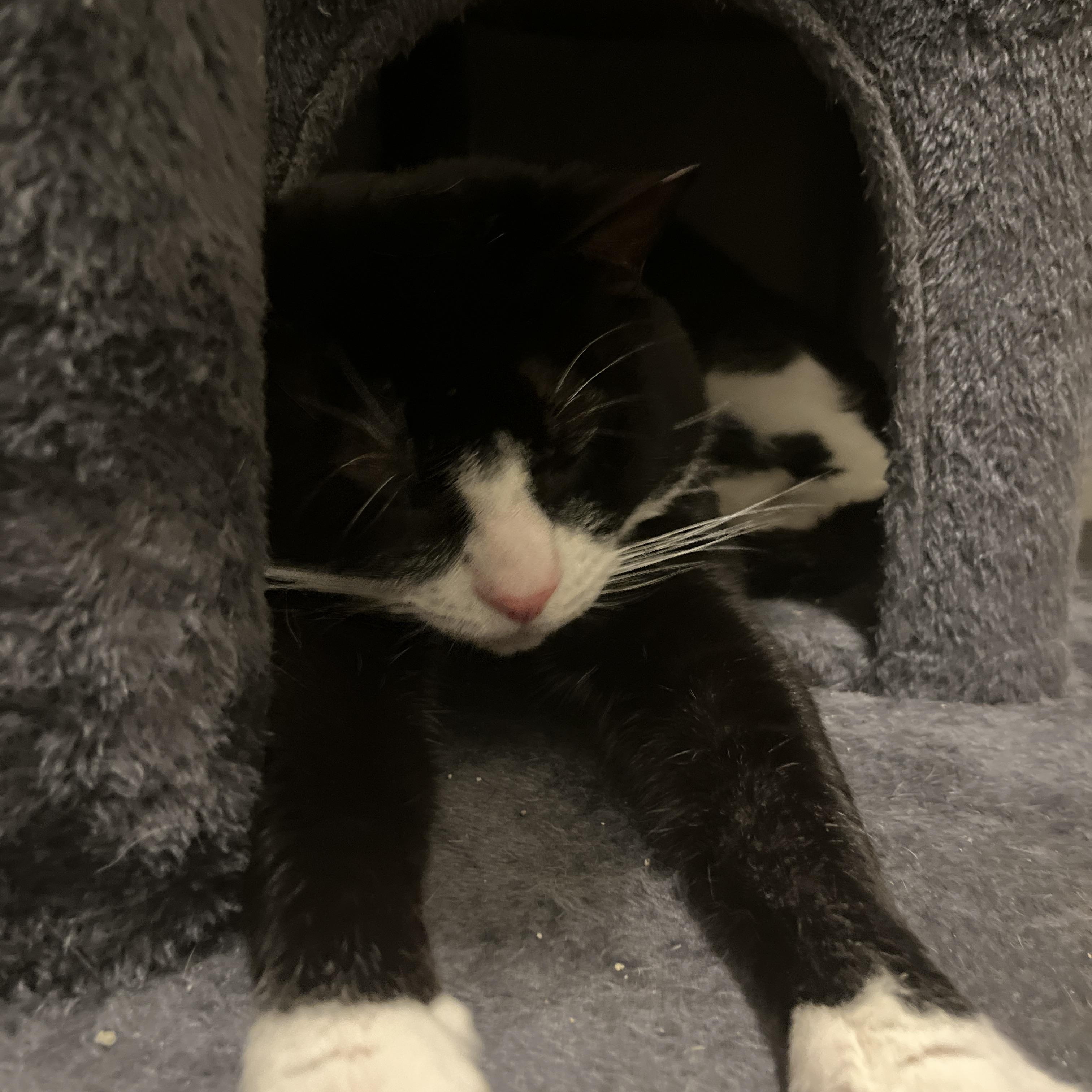 Enlarge Baby Boy, a Adoptable Tuxedo in Raritan, NJ image 4/5