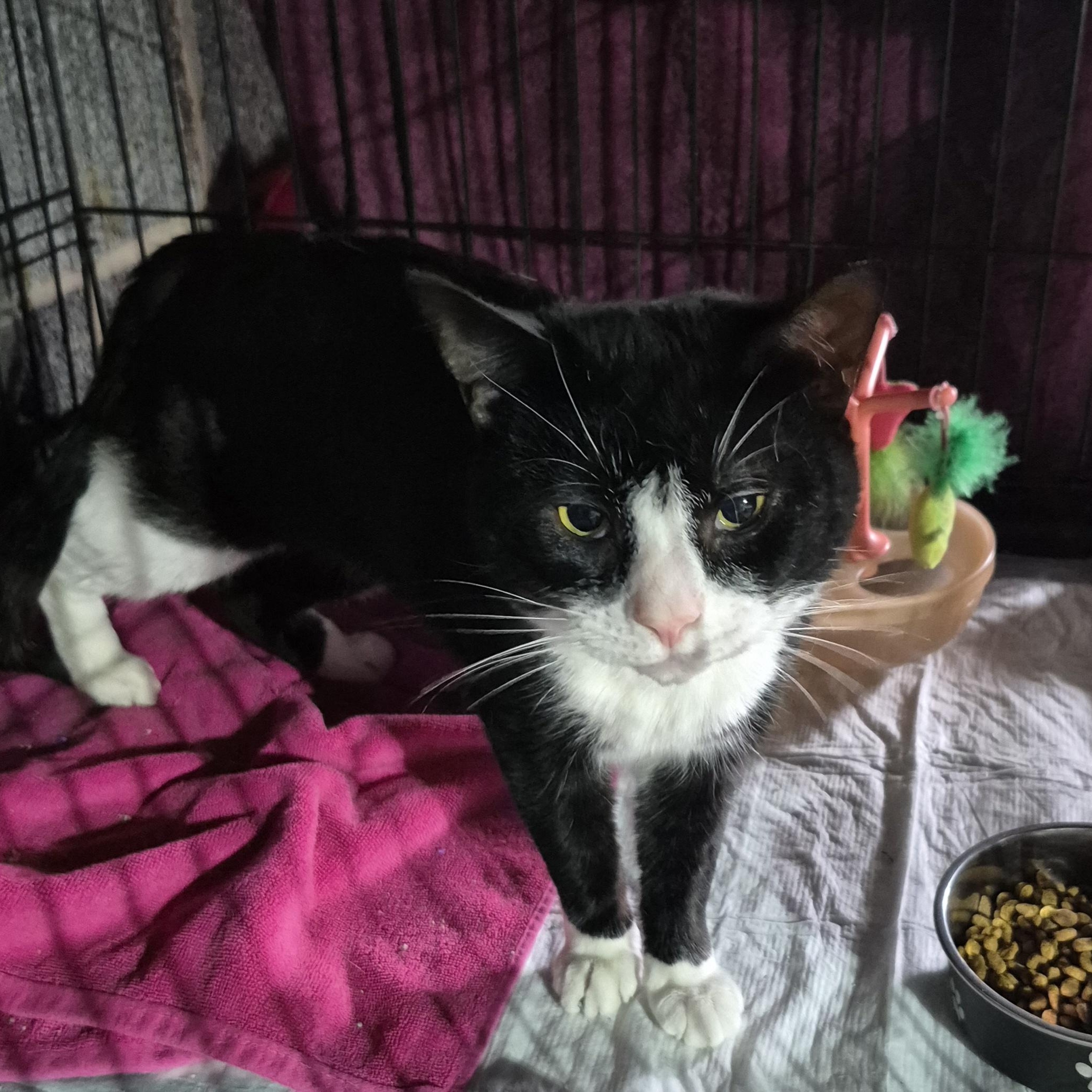 Enlarge Baby Boy, a ADOPTABLE Tuxedo in Raritan, NJ image 1/2