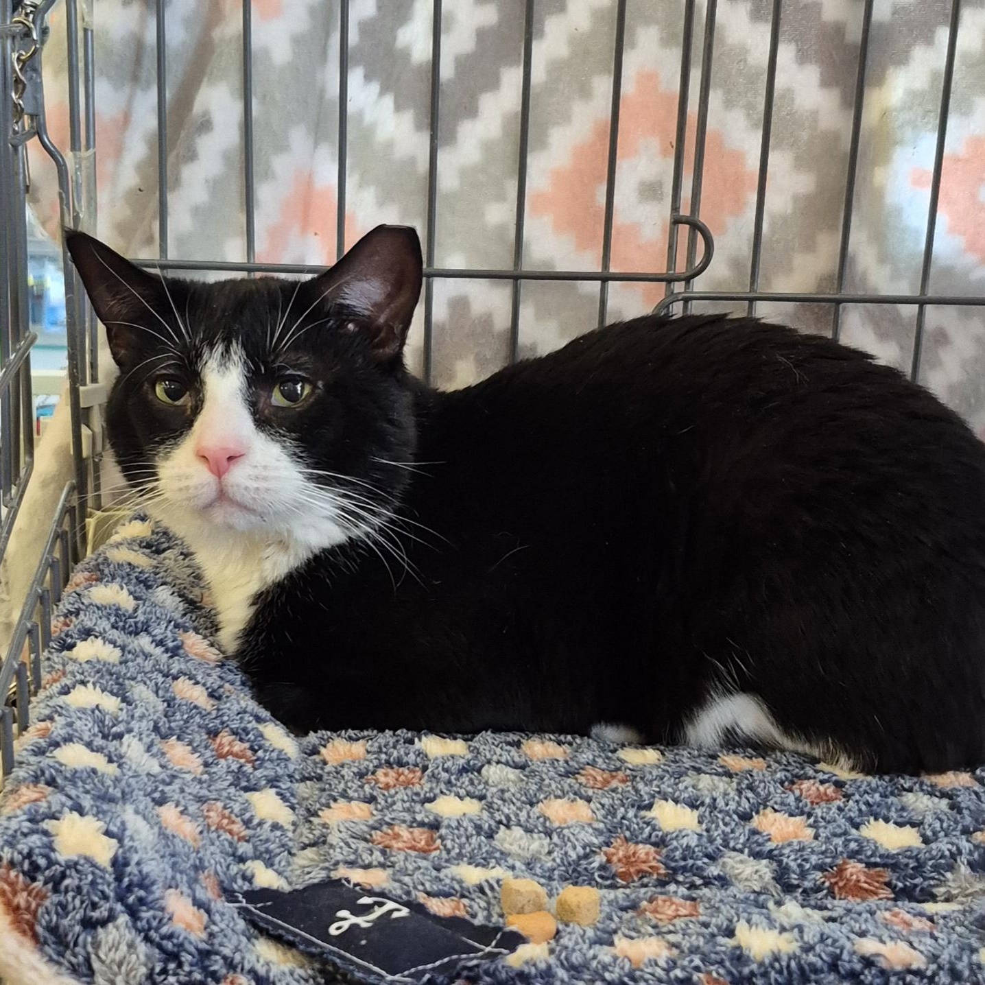 Baby Boy, Adoptable, Adult Male Tuxedo.