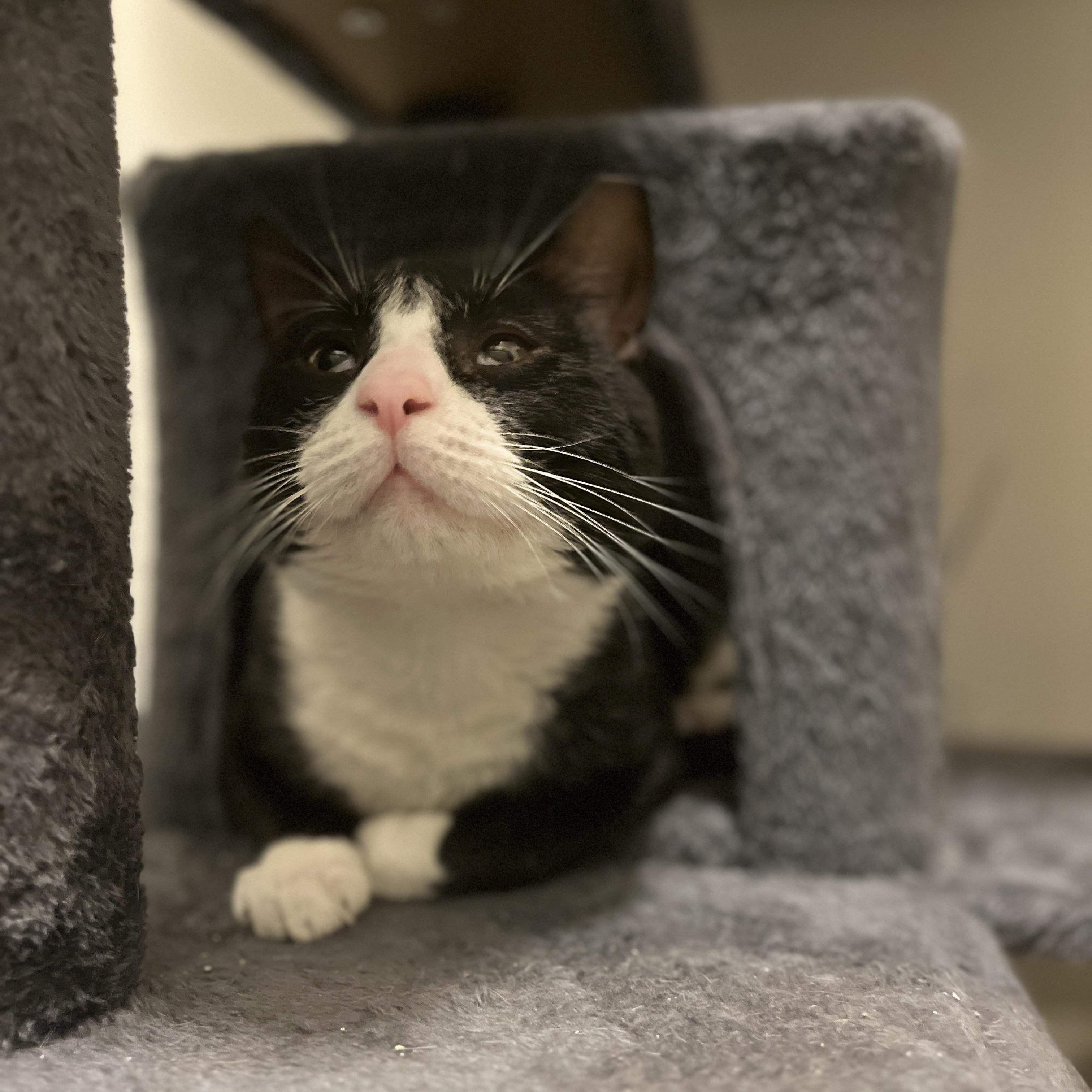 Enlarge Baby Boy, a Adoptable Tuxedo in Raritan, NJ image 5/5