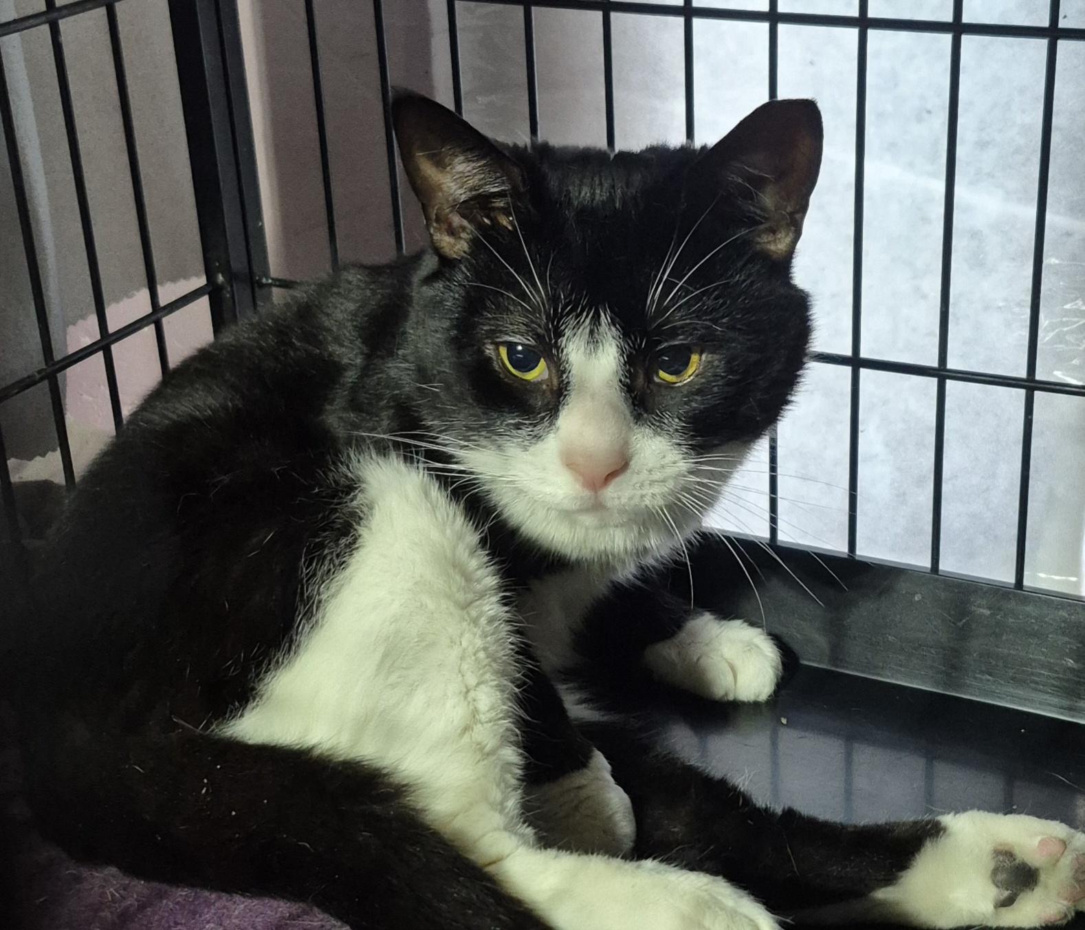 Enlarge Baby Boy, a ADOPTABLE Tuxedo in Raritan, NJ image 2/2