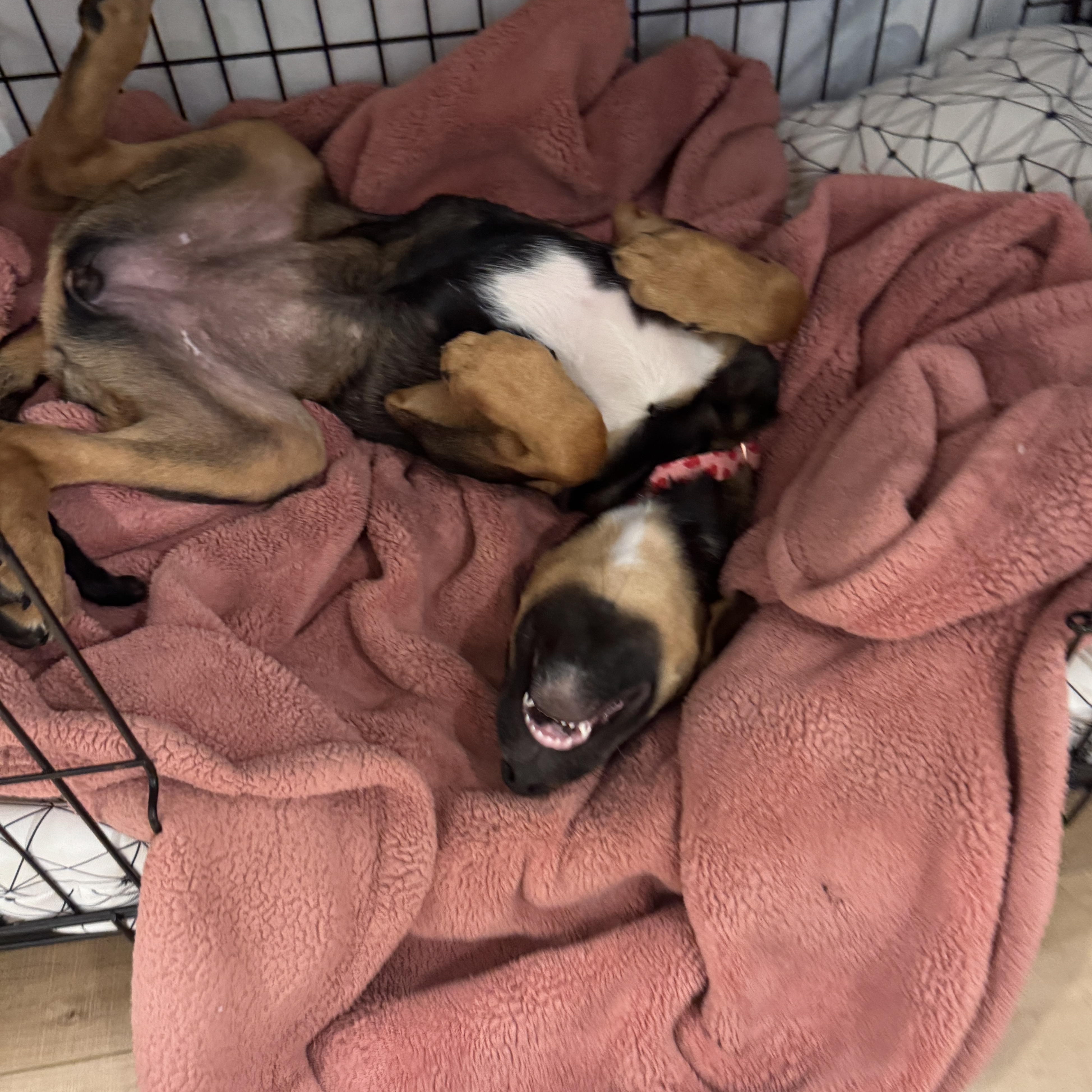 Enlarge Bunny, a ADOPTABLE mixed breed in Rock Hill, SC image 6/6