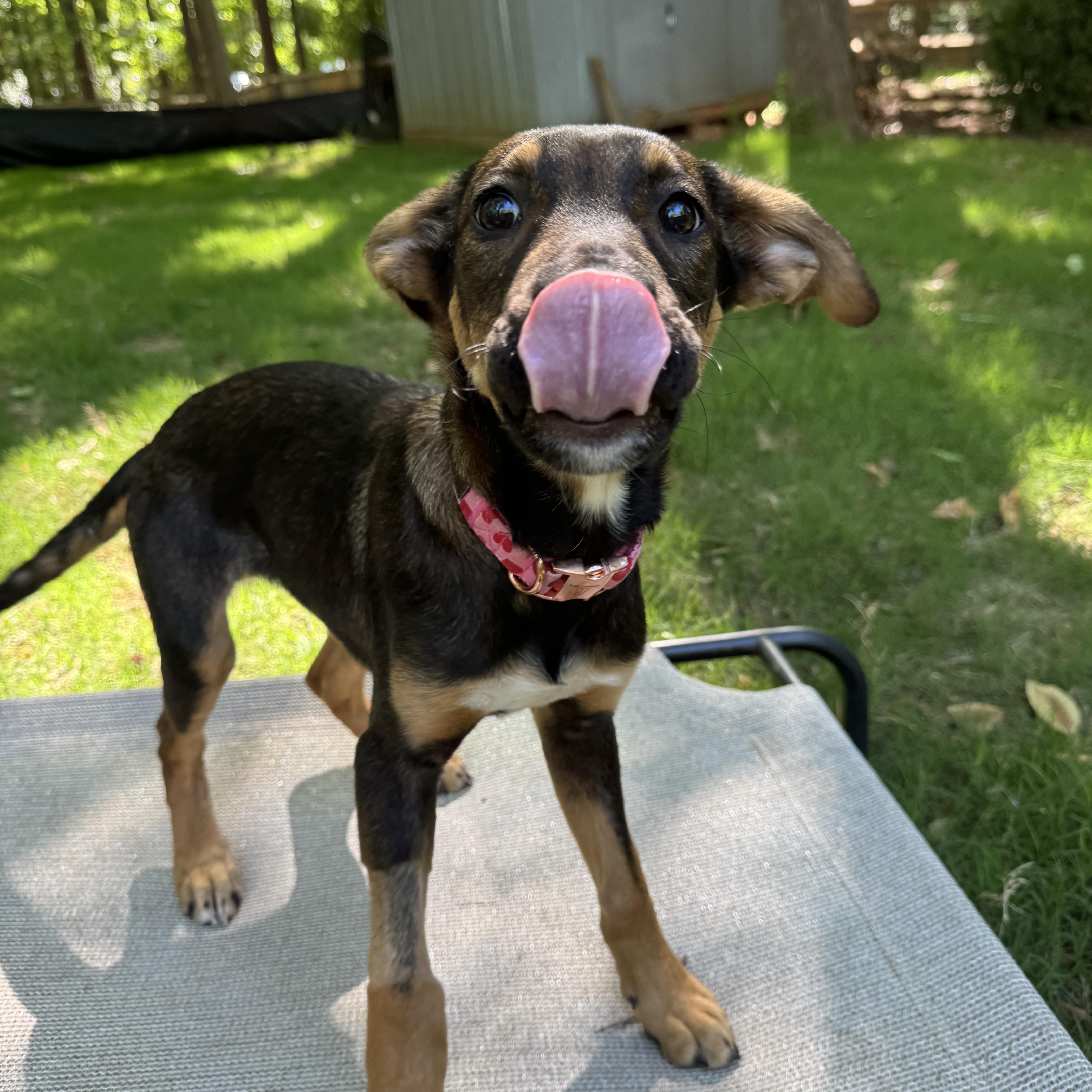 Enlarge Bunny, a ADOPTABLE mixed breed in Rock Hill, SC image 4/6