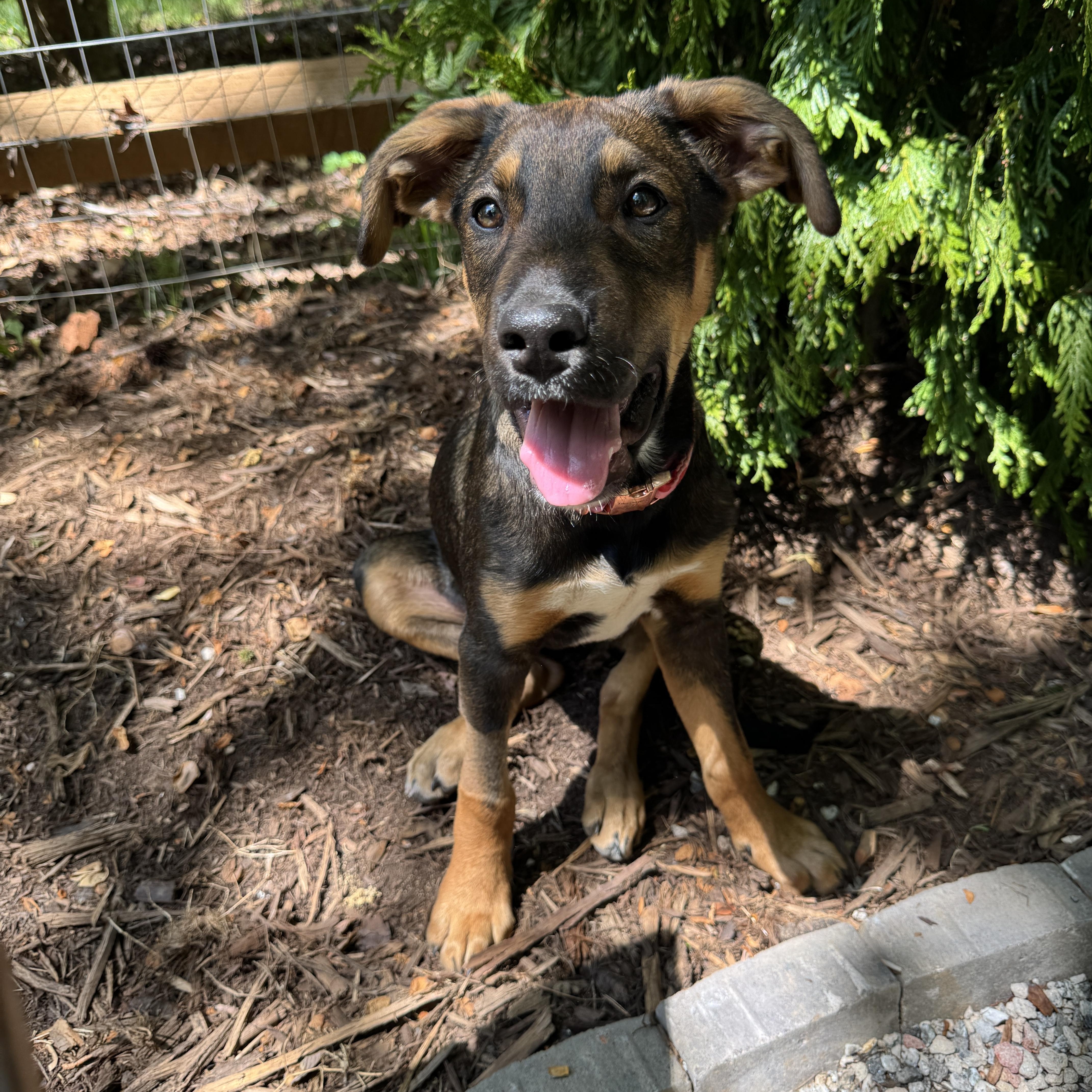 Enlarge Bunny, a ADOPTABLE mixed breed in Rock Hill, SC image 5/6