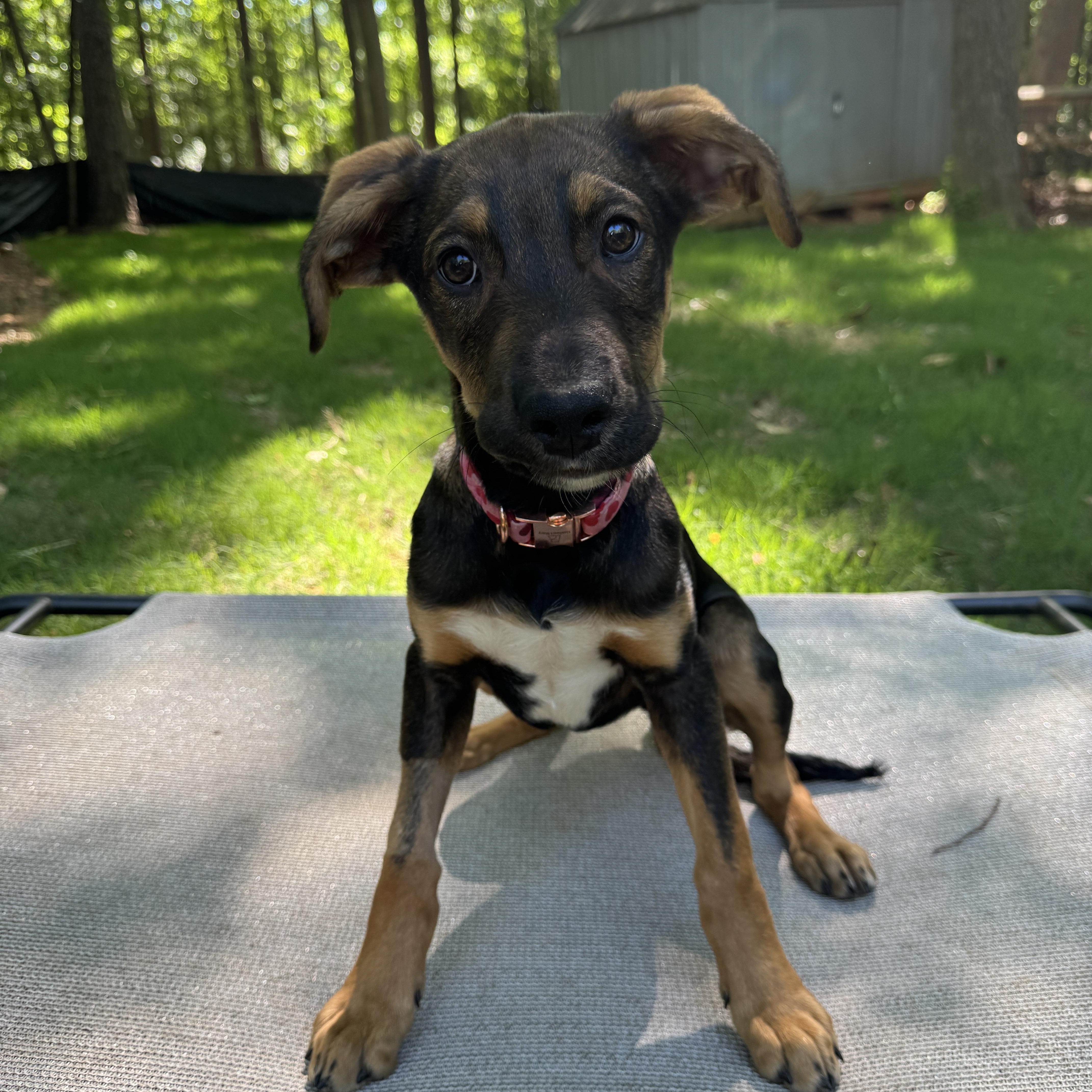 Enlarge Bunny, a ADOPTABLE mixed breed in Rock Hill, SC image 2/6