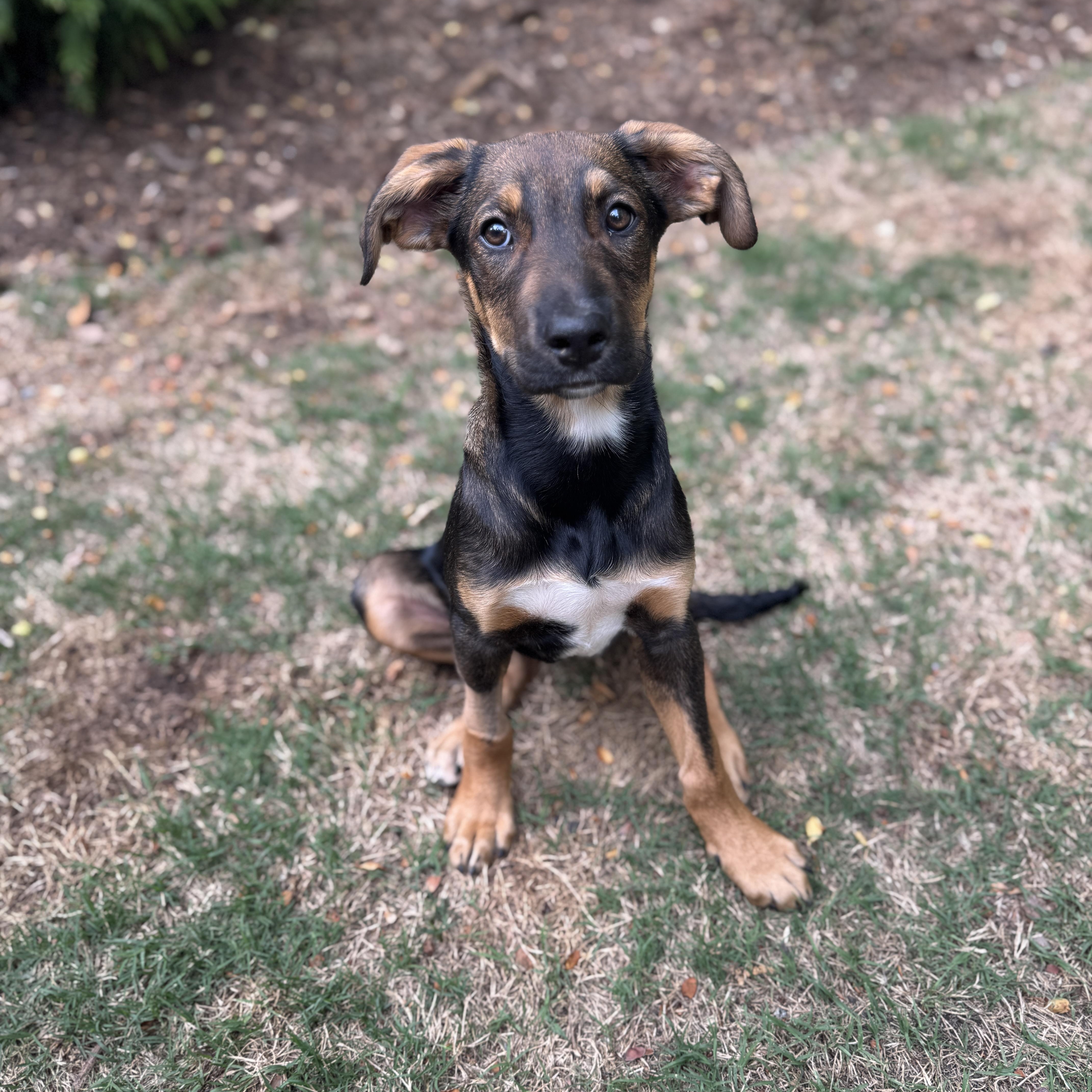Enlarge Bunny, a ADOPTABLE mixed breed in Rock Hill, SC image 3/6