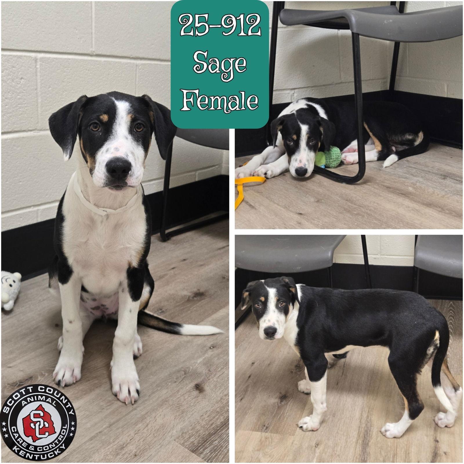 Enlarge Sage, a Adopted Hound in Georgetown, KY image 1/1