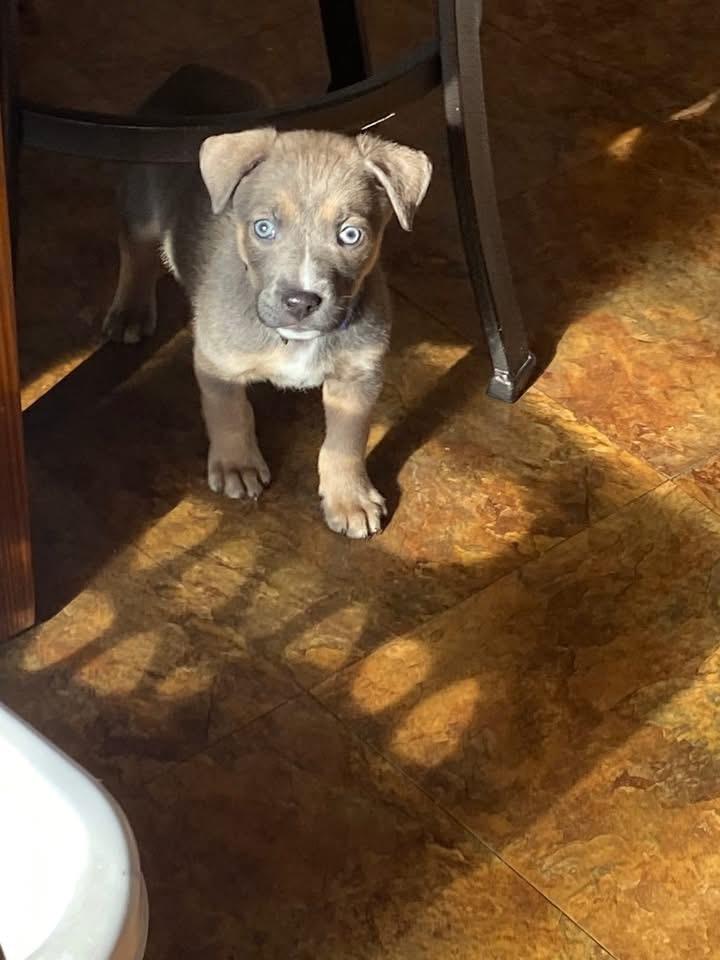 Ash, Adoptable, Puppy Male Terrier.