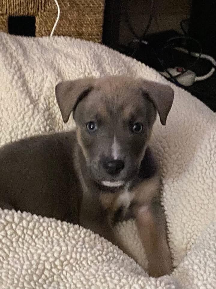 Enlarge Ash, a Adoptable mixed breed in Berlin, NJ image 2/3